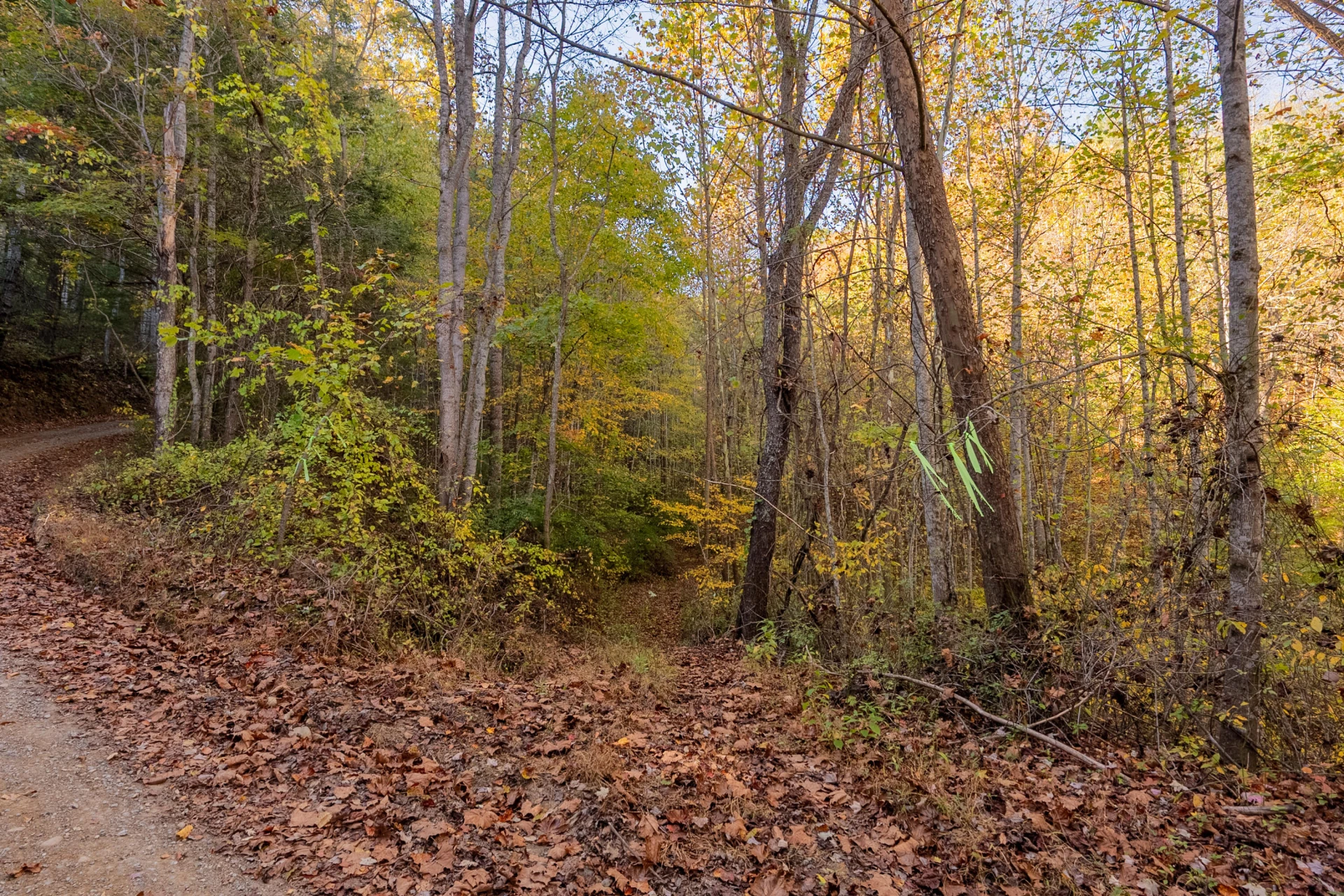 TBD Lick Ridge Road - Photo 70