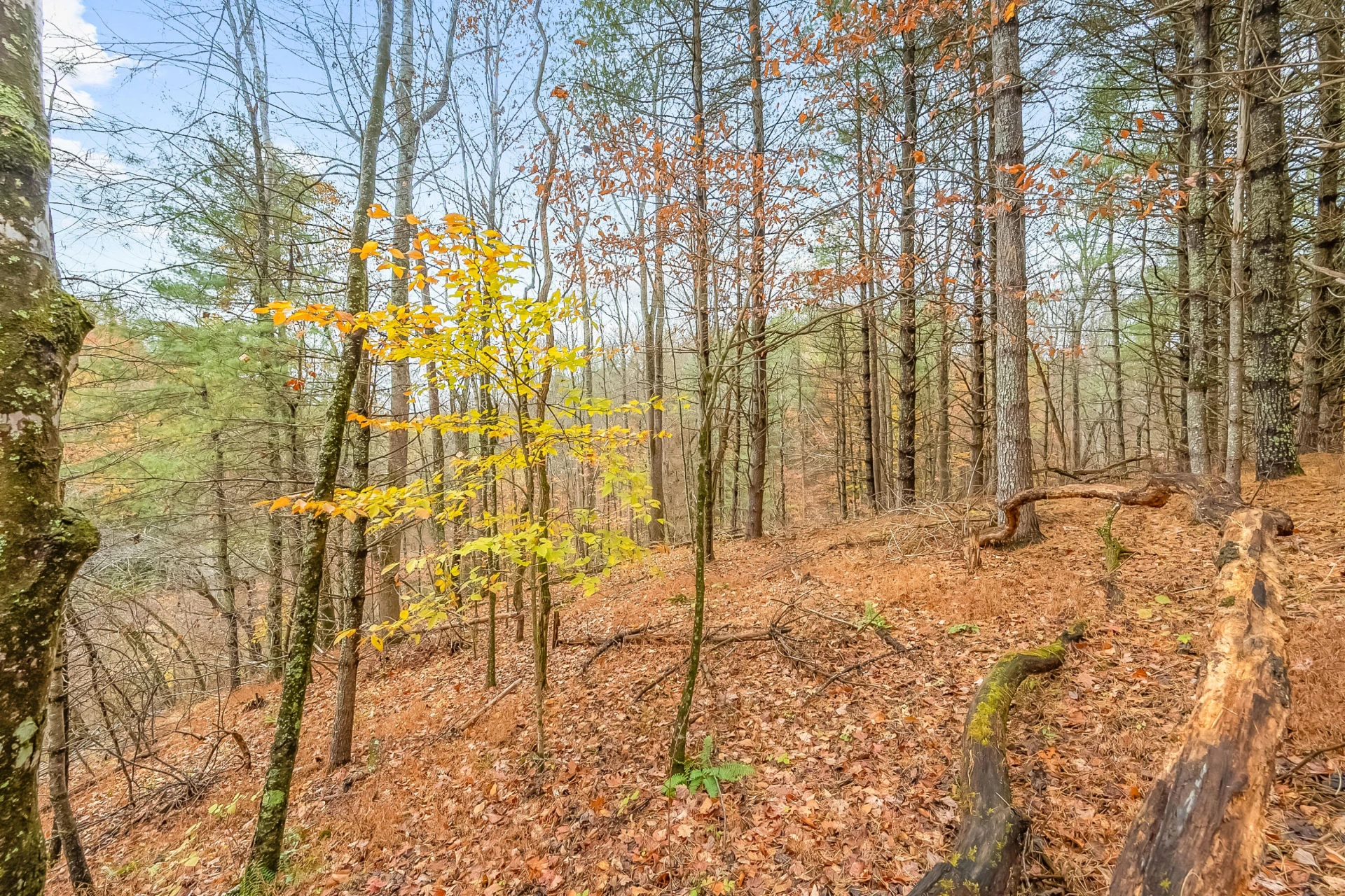 528 Falling Branch RD - Photo 62