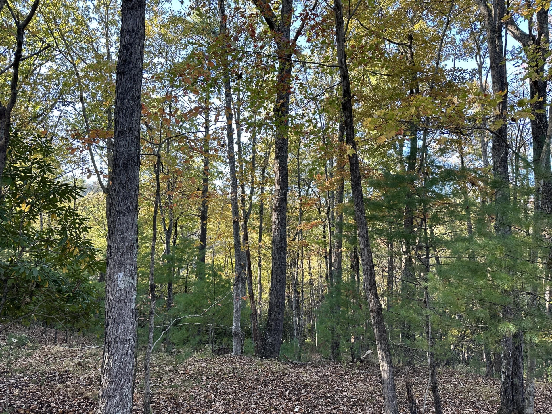 297 Reed Hill RD - Photo 15