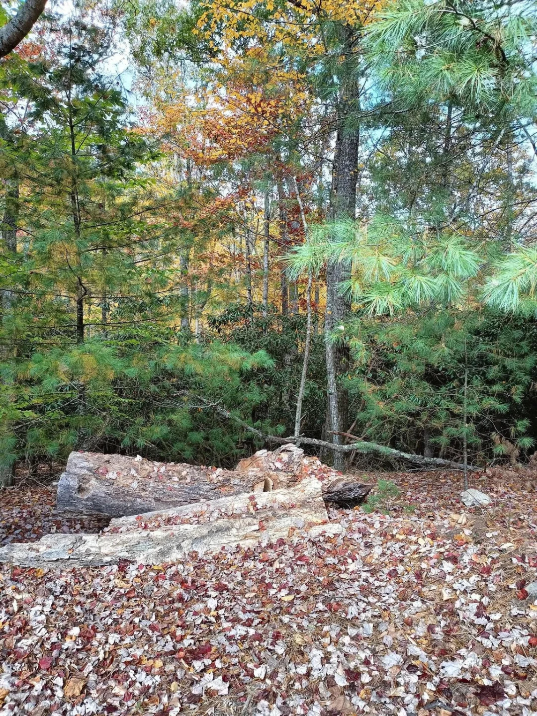 297 Reed Hill RD - Photo 5