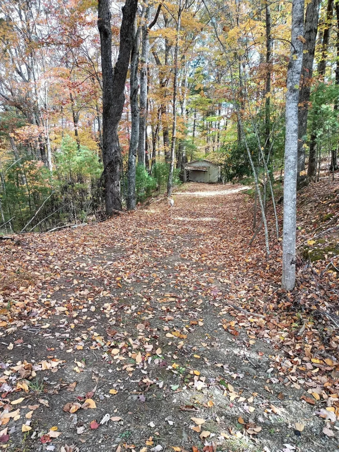 297 Reed Hill RD - Photo 6