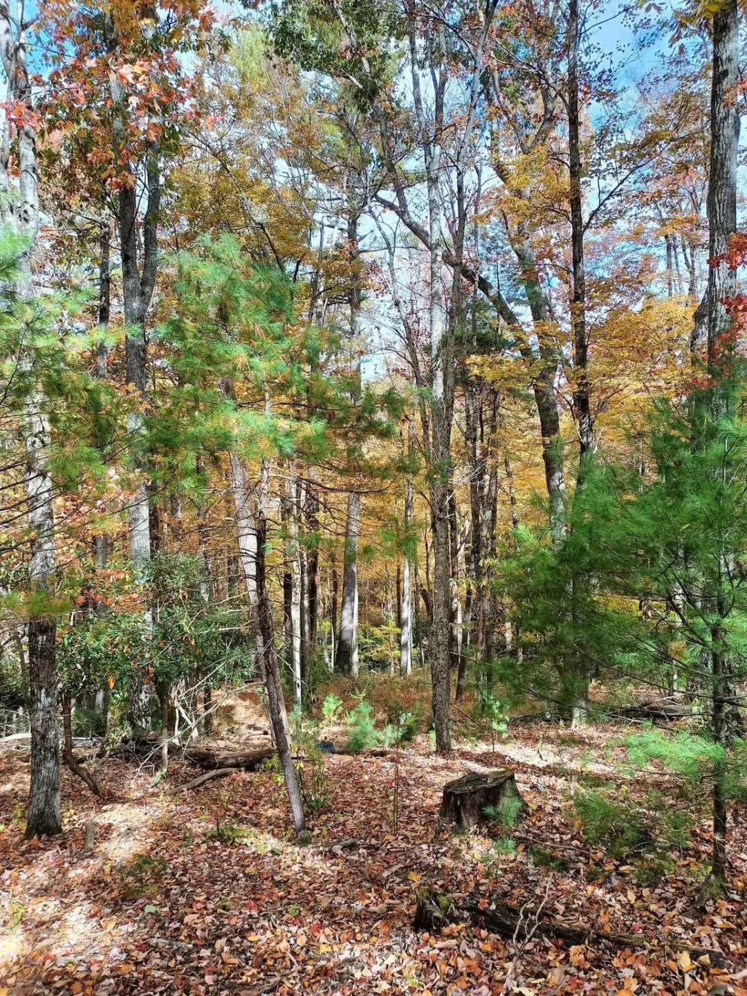 297 Reed Hill RD - Photo 7