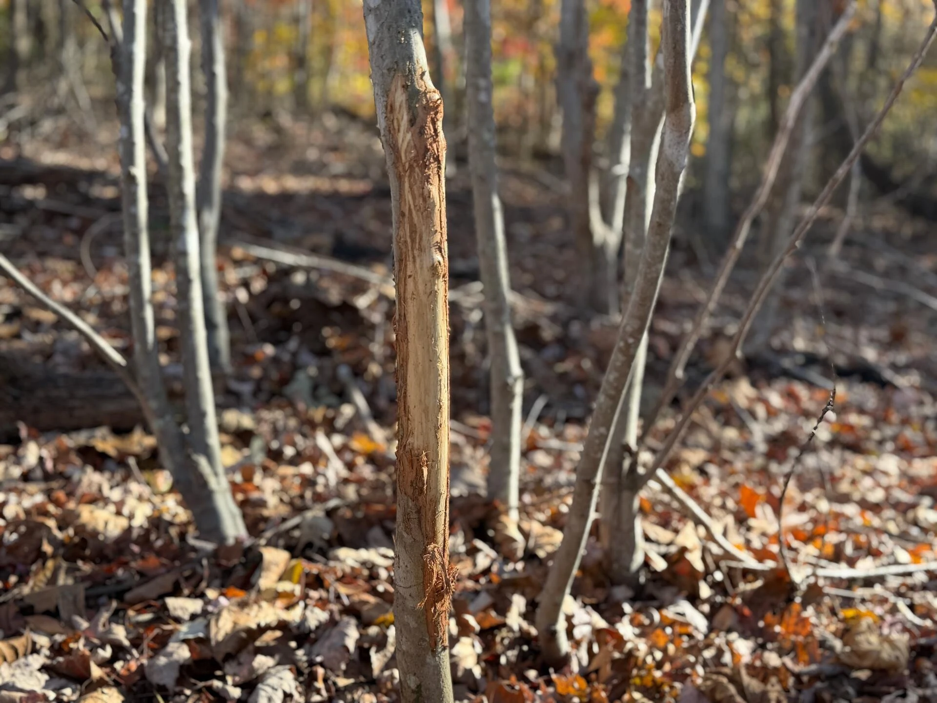 0 Beulah RD - Photo 12