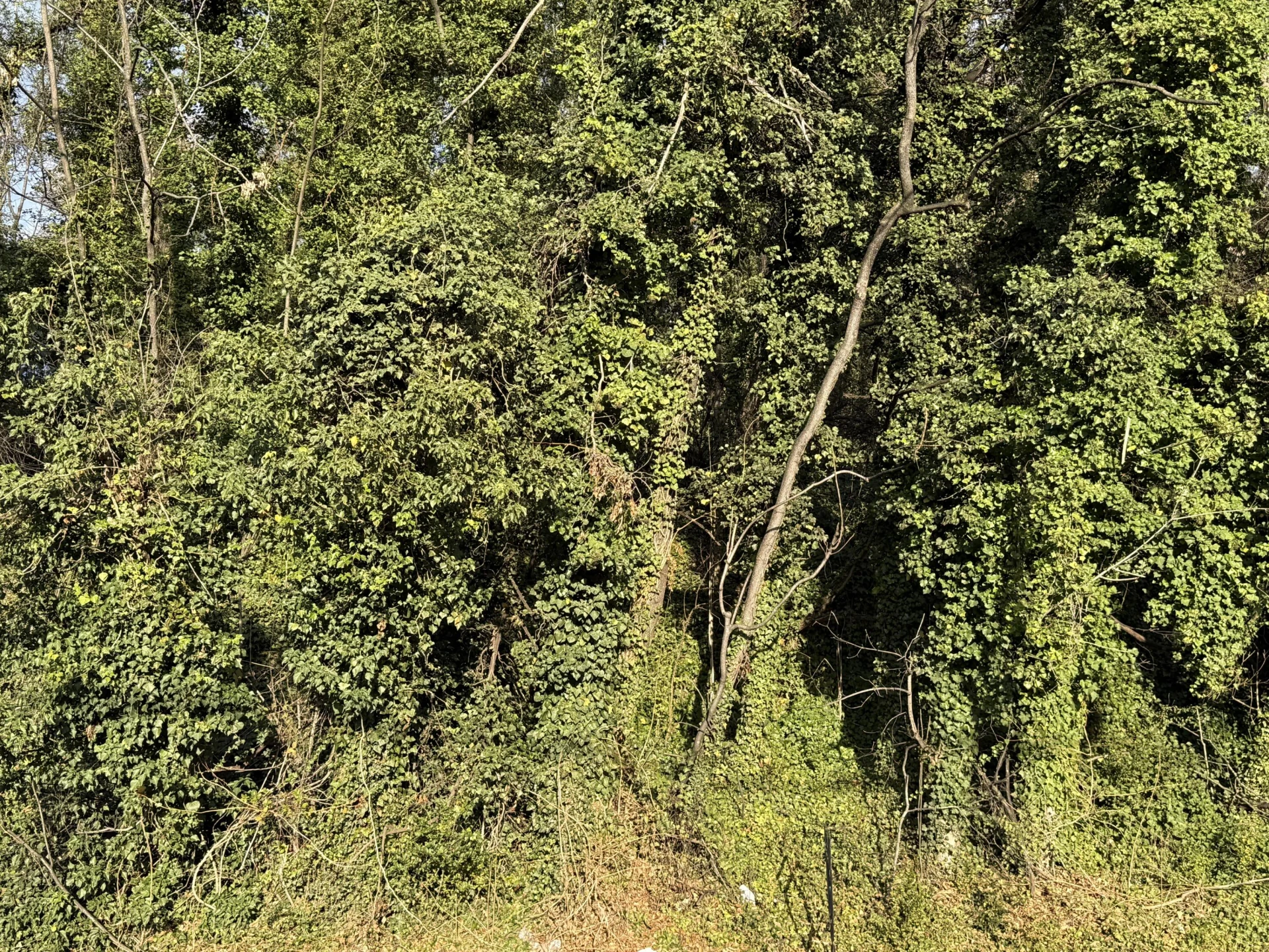 721 Moorman AVE - Photo 3