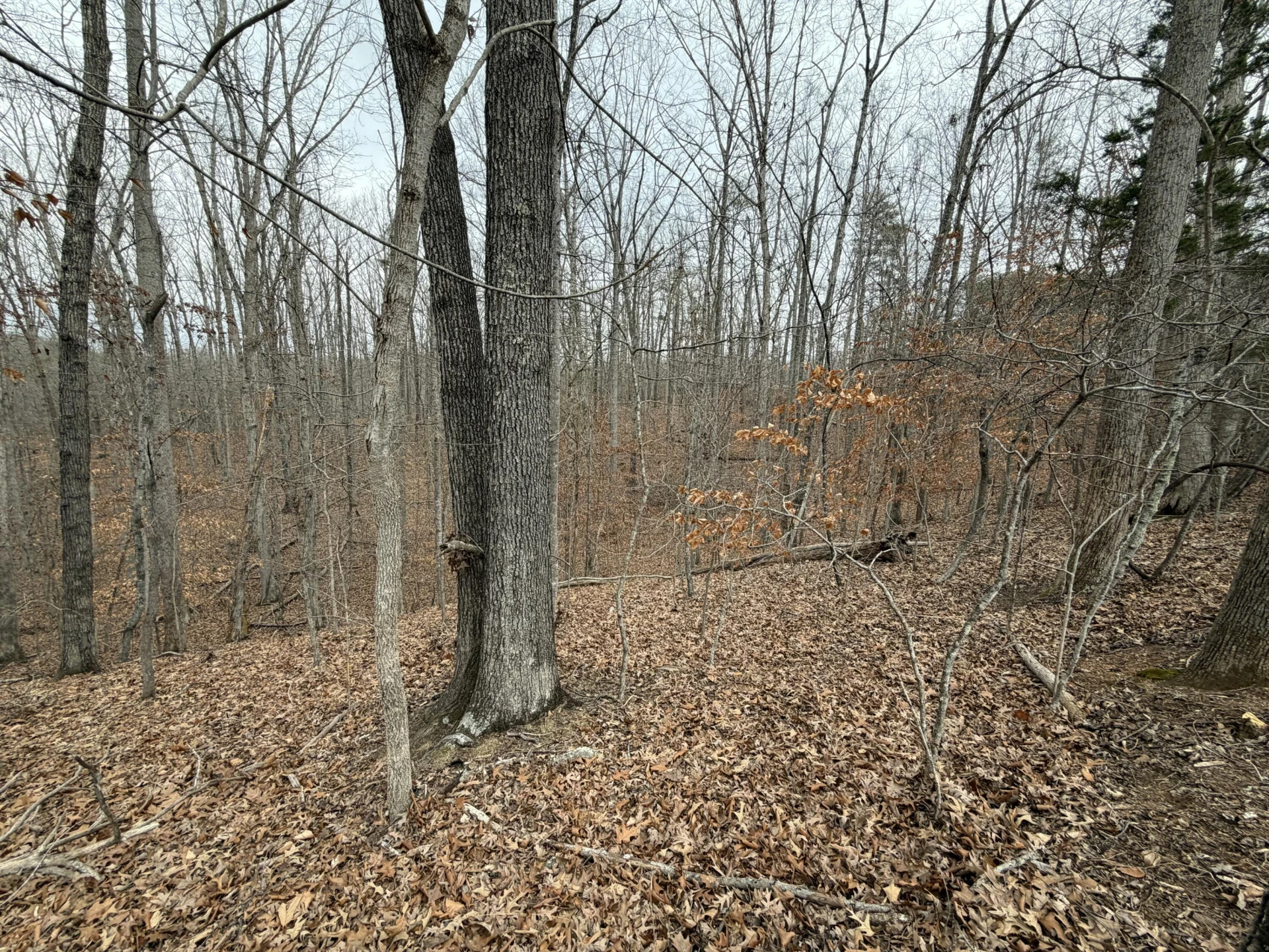 LOT 25 OAK HOLLOW RD - Photo 3