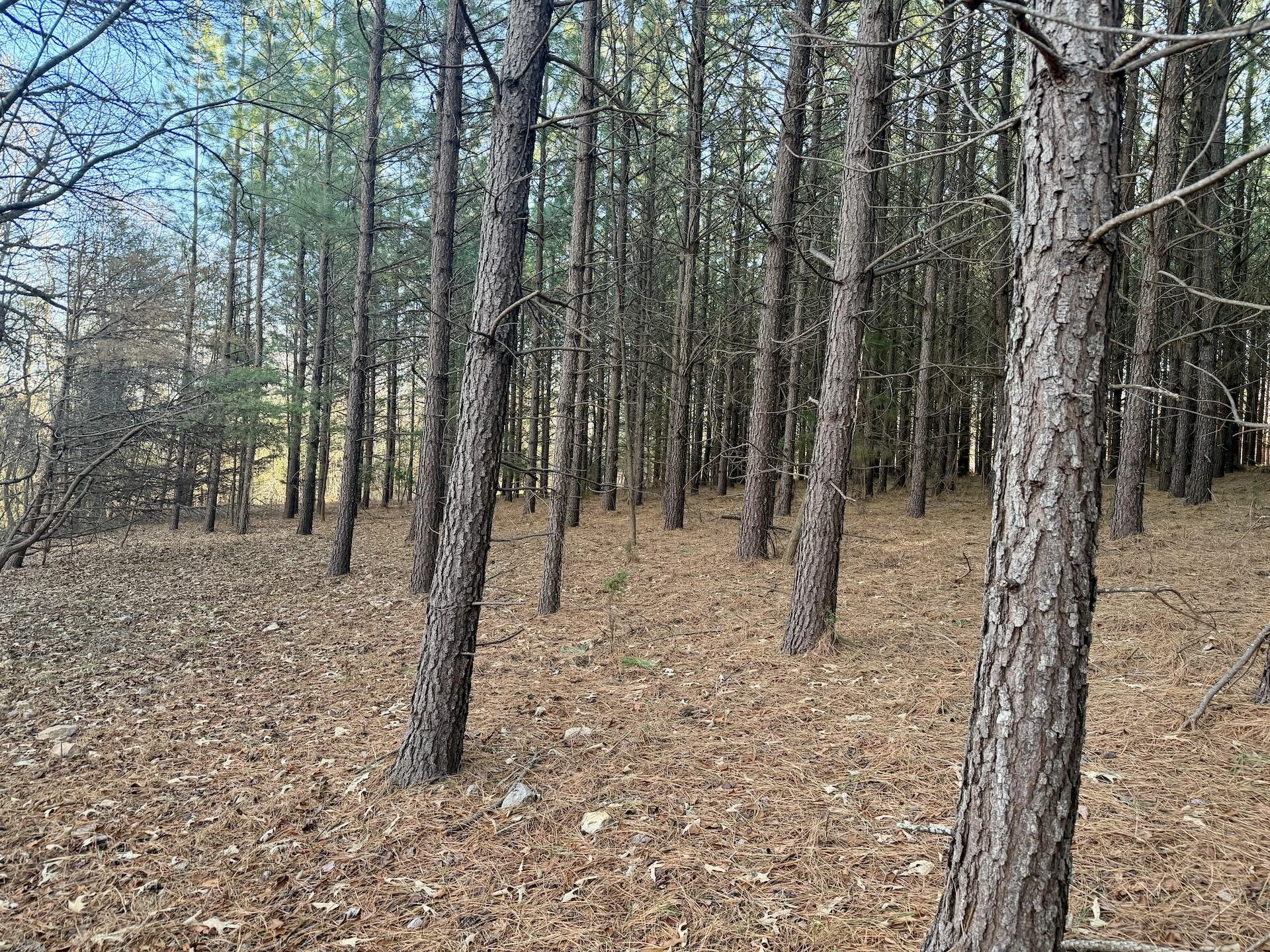 0 Dillards Hill RD - Photo 5