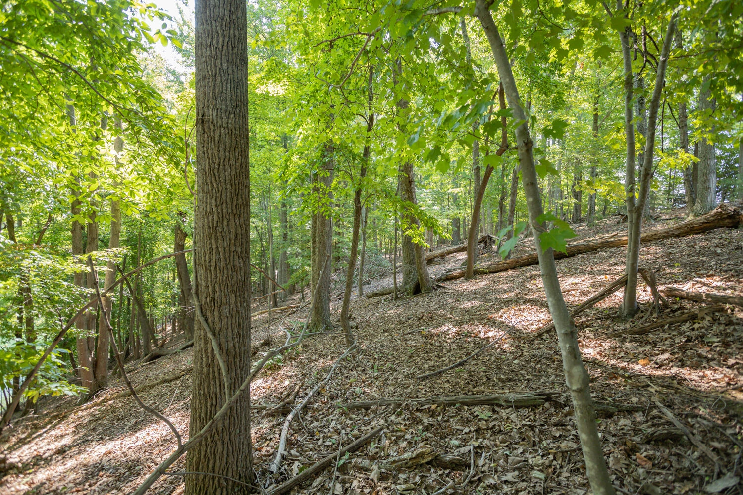 Lot 1 Sweetwater Bay DR - Photo 10