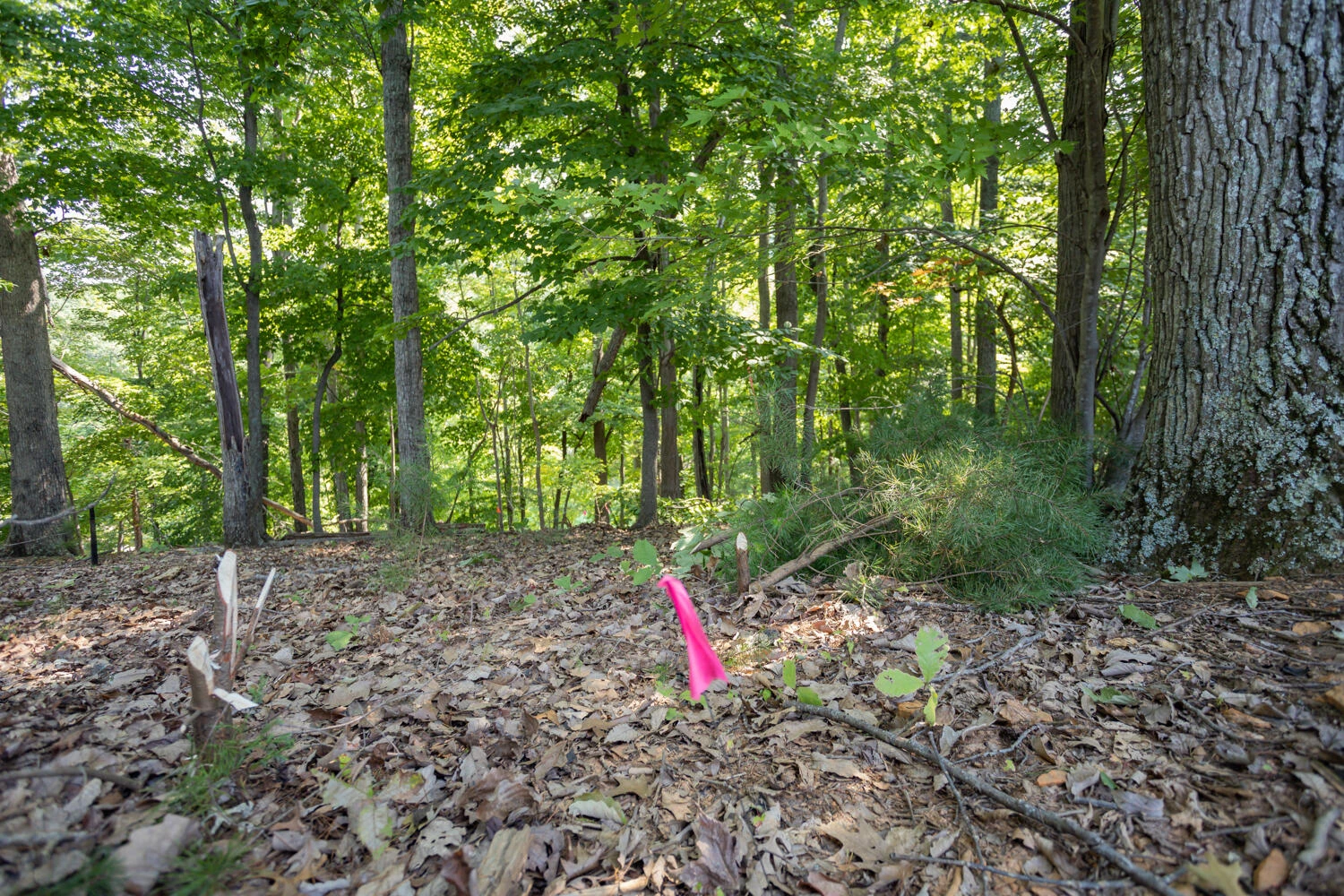 Lot 1 Sweetwater Bay DR - Photo 12