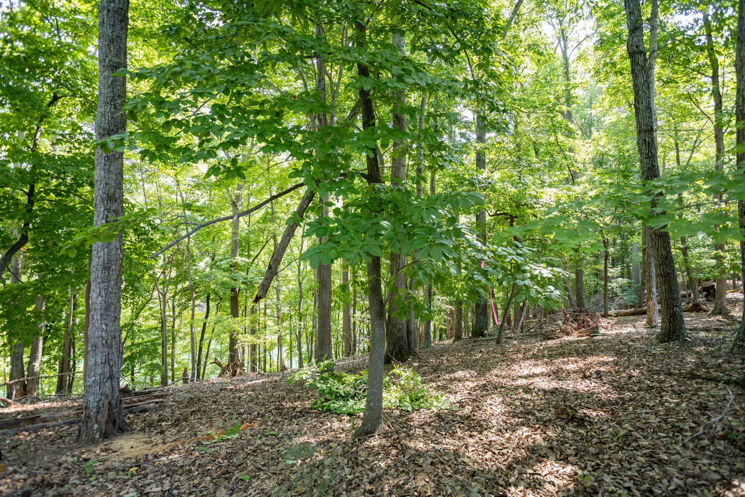 Lot 1 Sweetwater Bay DR - Photo 3
