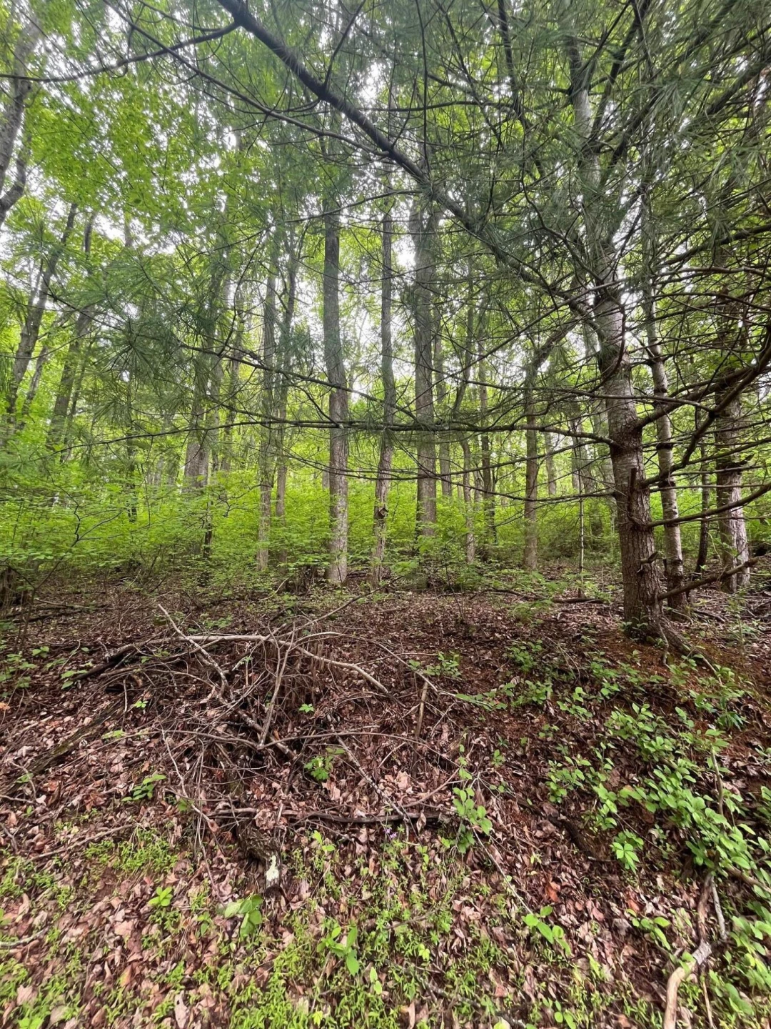 9737 Pine Forest RD - Photo 32