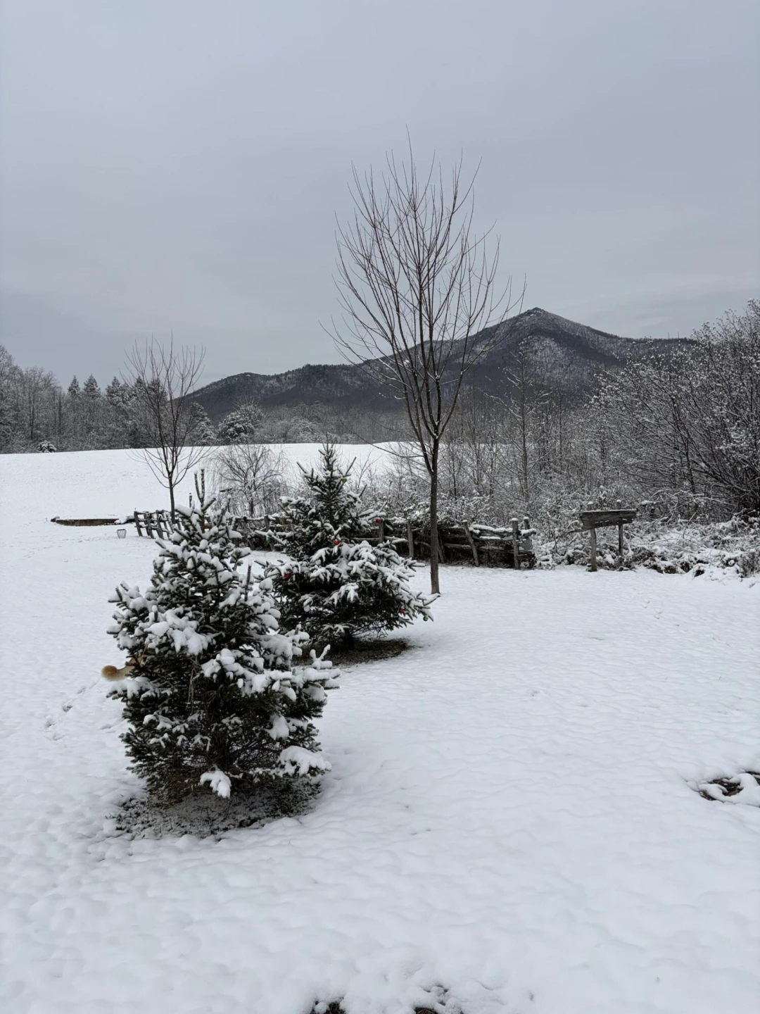 7392 Peaks RD - Photo 34