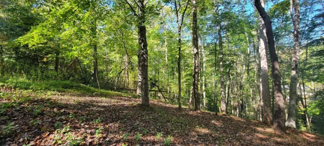 Lot 56 Summer House DR, Hardy, VA, 24101