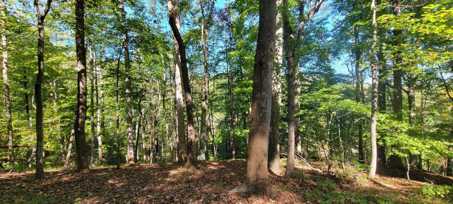 Lot 56 Summer House DR - Photo 2
