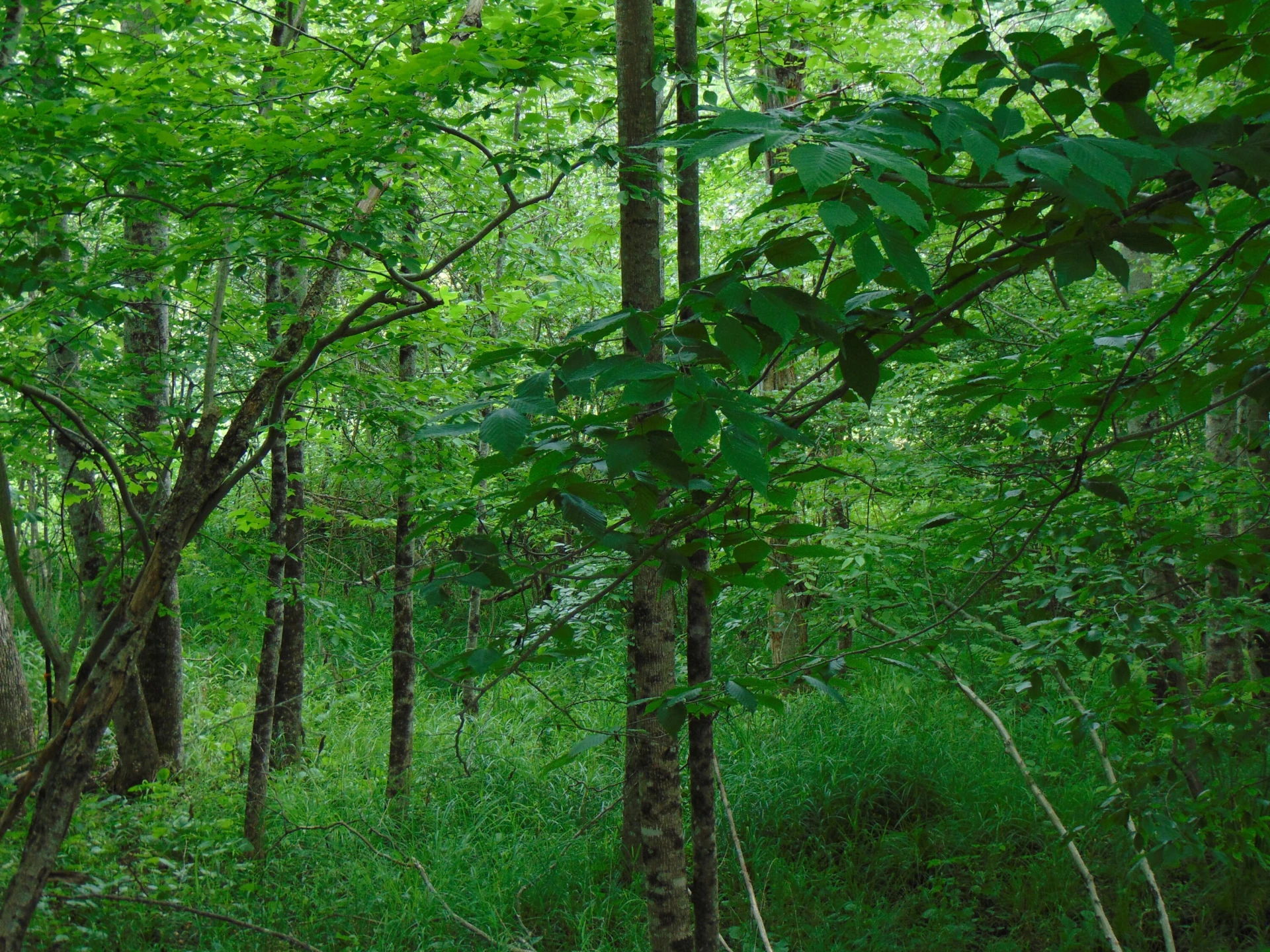5380 Laurel Fork RD - Photo 75