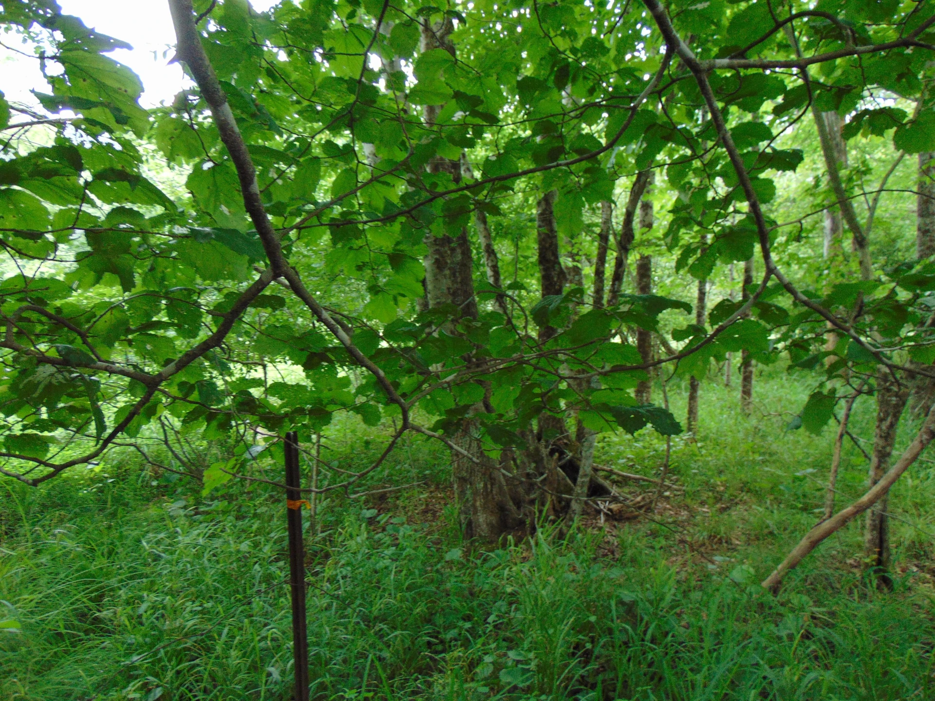 5380 Laurel Fork RD - Photo 76