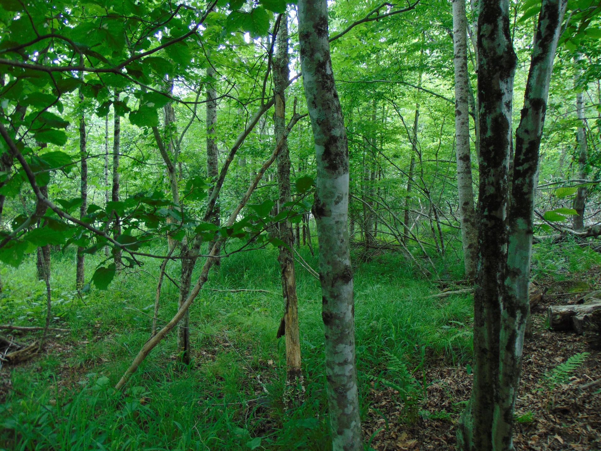 5380 Laurel Fork RD - Photo 77