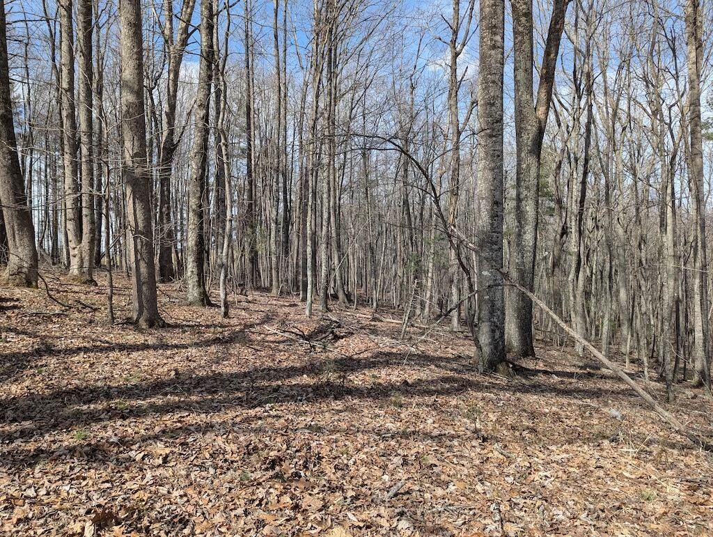 1704 Coles Knob RD - Photo 6