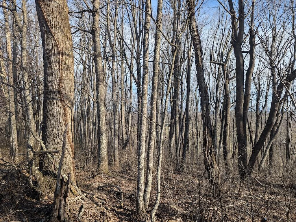 TBD Coles Knob RD - Photo 16