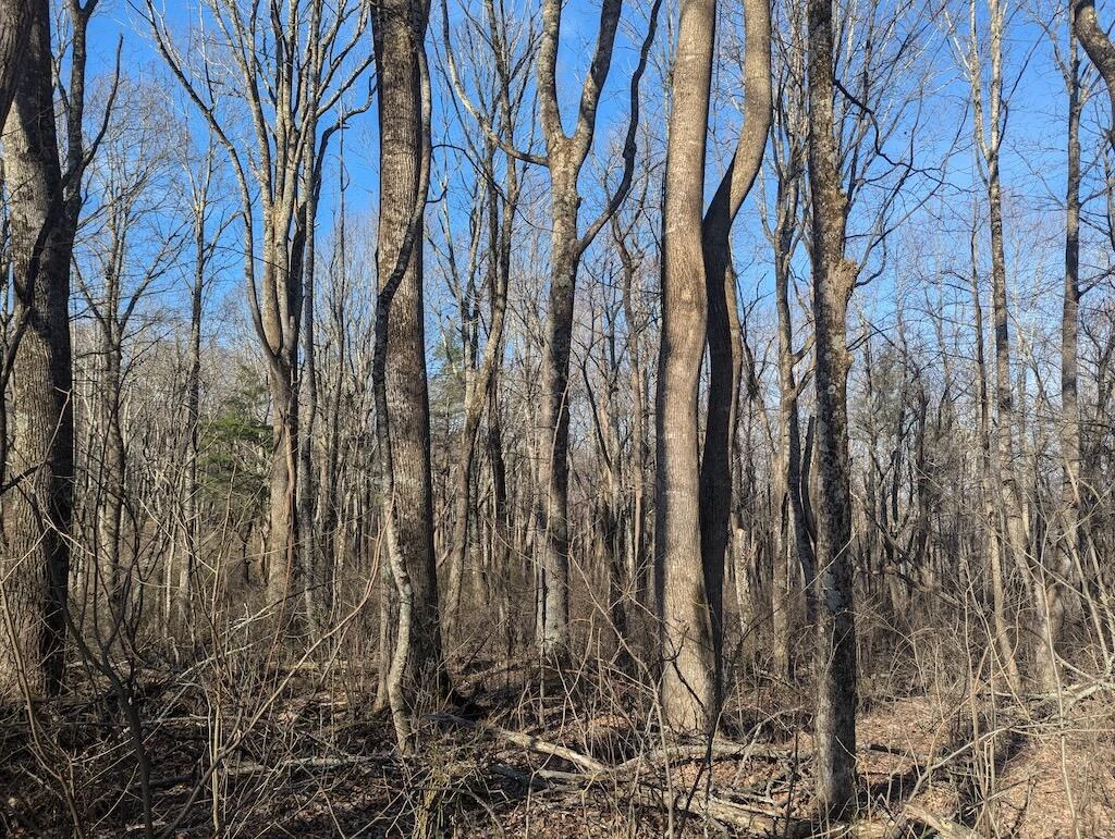 TBD Coles Knob RD - Photo 19