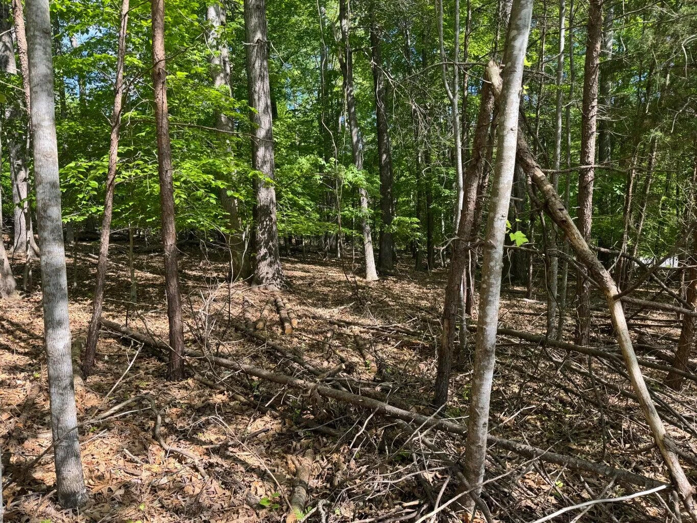 Lot 40 Lakeside LN - Photo 4