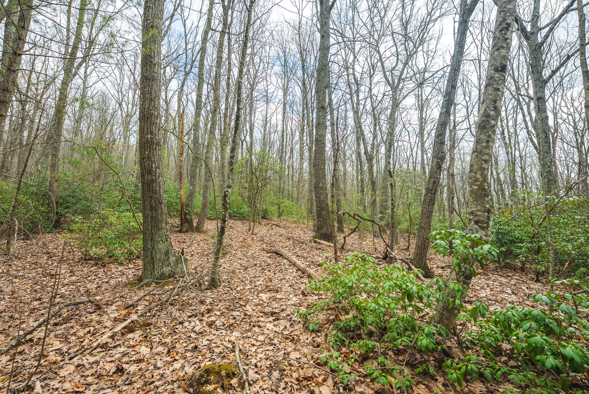 TBD Cox Store RD - Photo 13