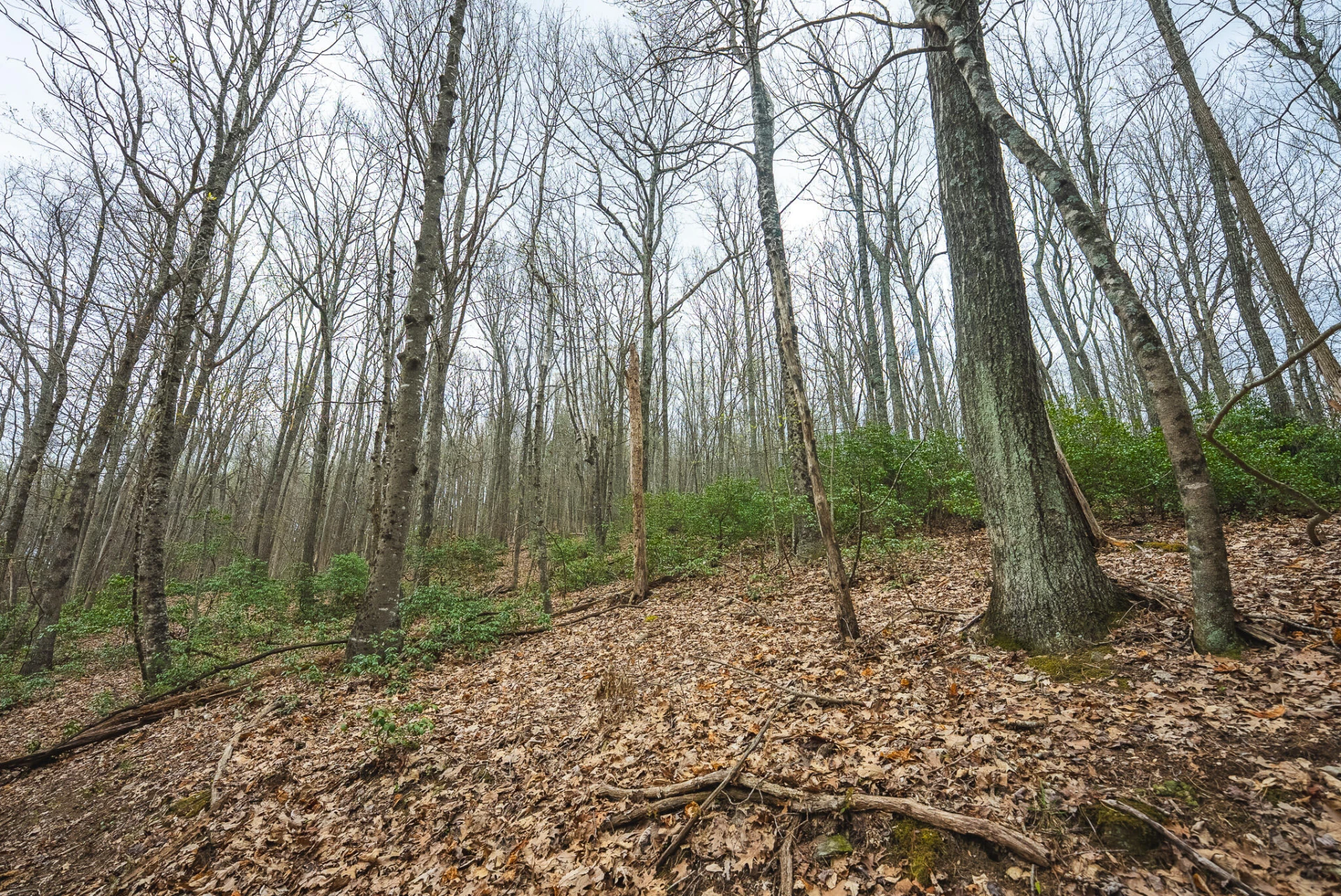 TBD Cox Store RD - Photo 14