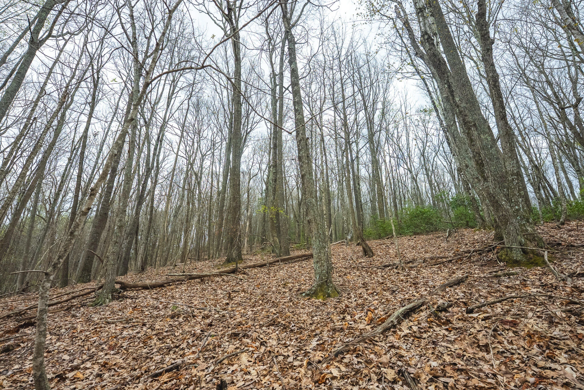 TBD Cox Store RD - Photo 15