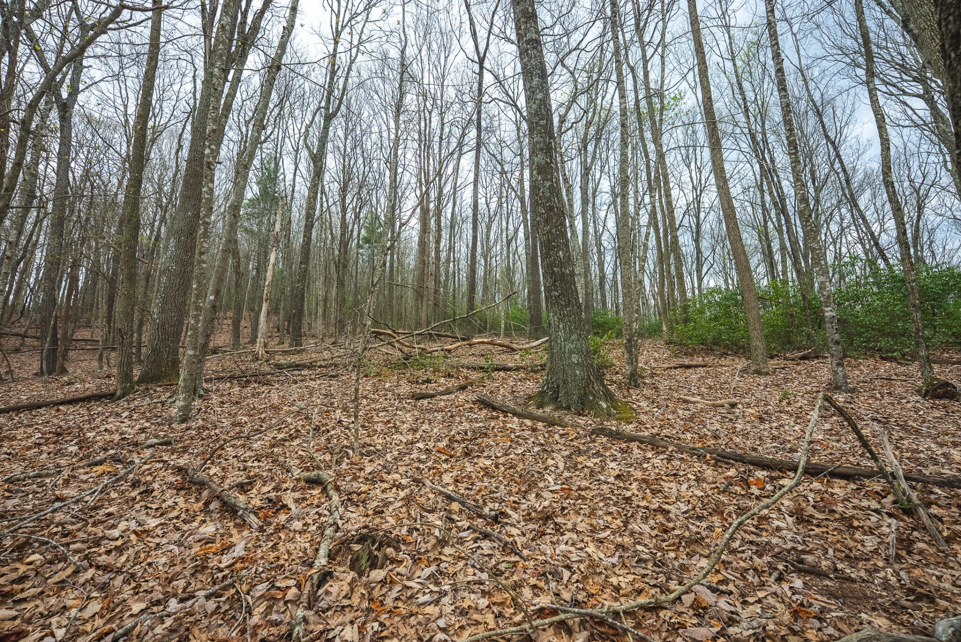 TBD Cox Store RD - Photo 16