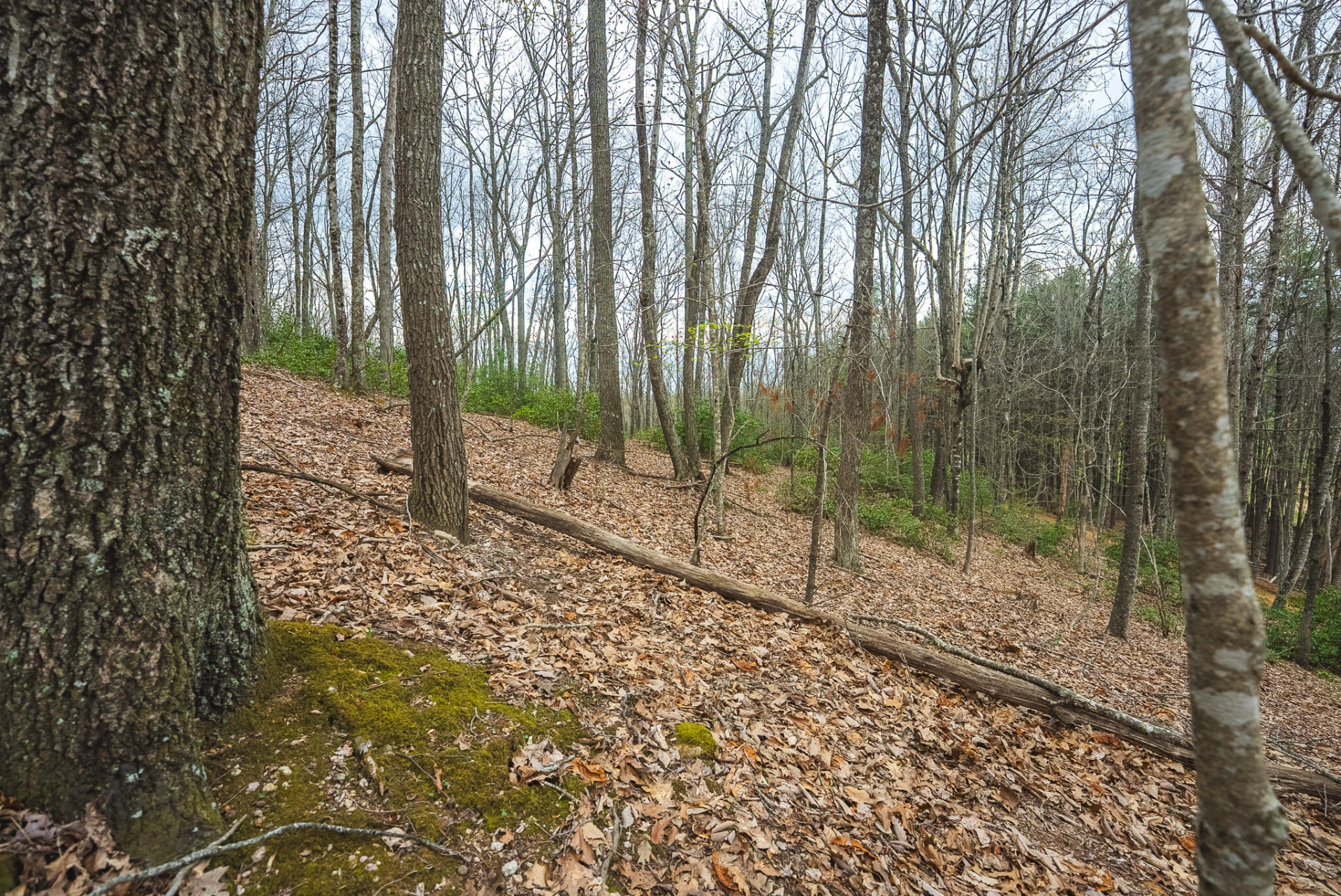 TBD Cox Store RD - Photo 17