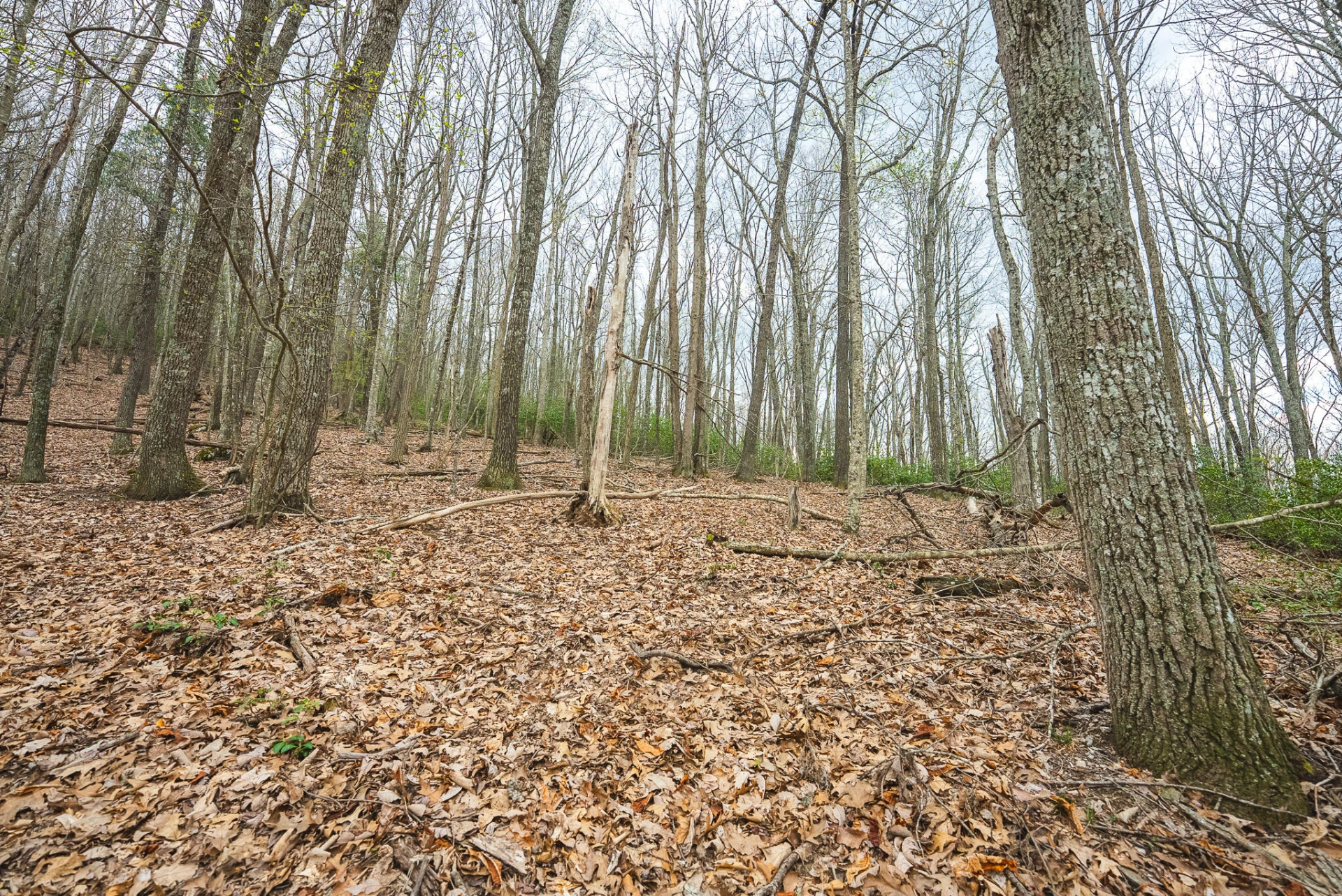 TBD Cox Store RD - Photo 18