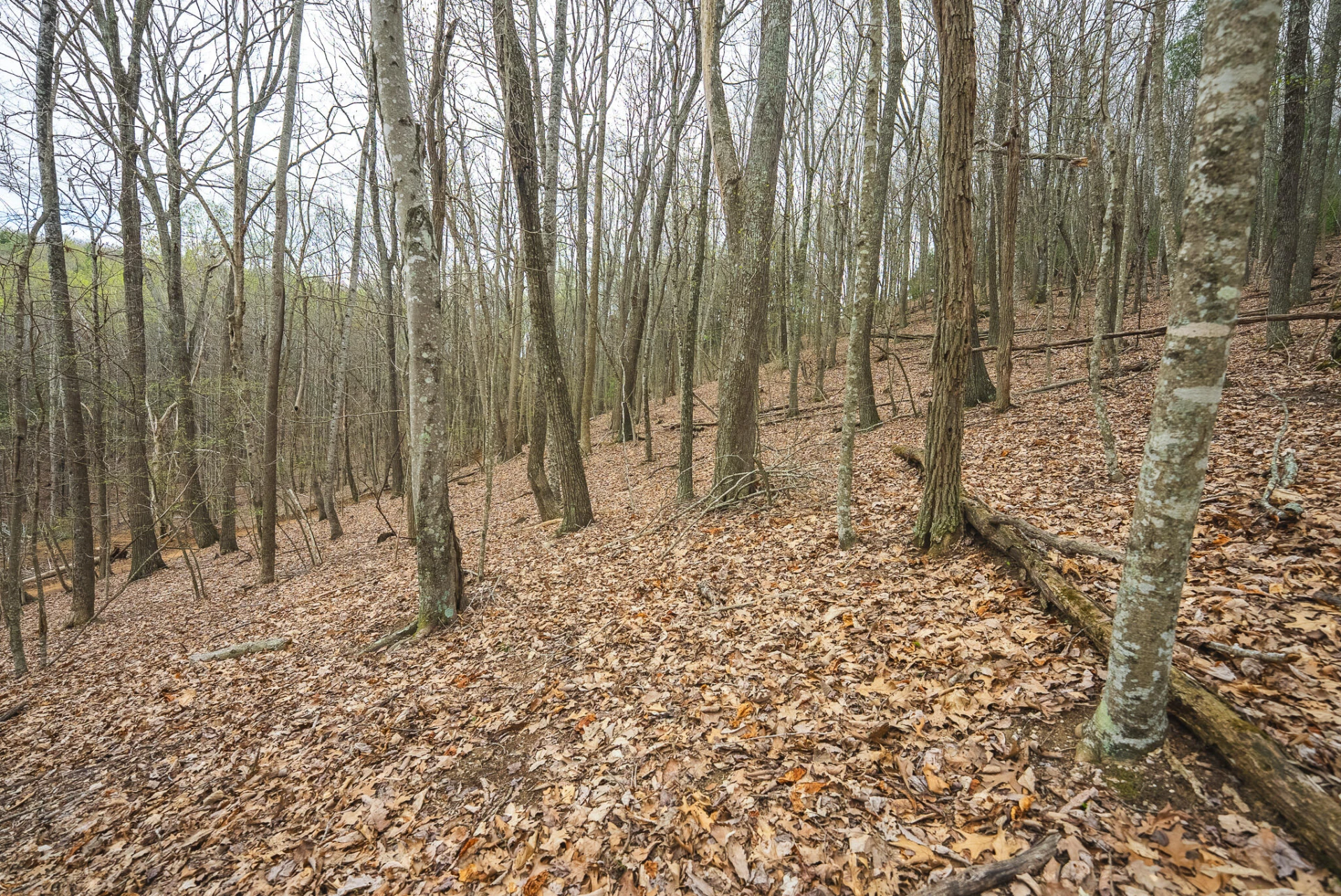 TBD Cox Store RD - Photo 19