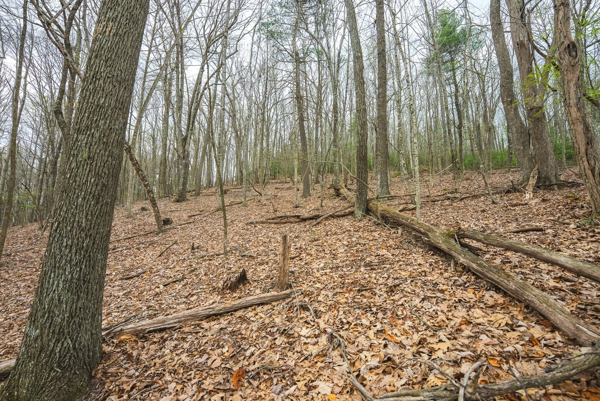 TBD Cox Store RD - Photo 24