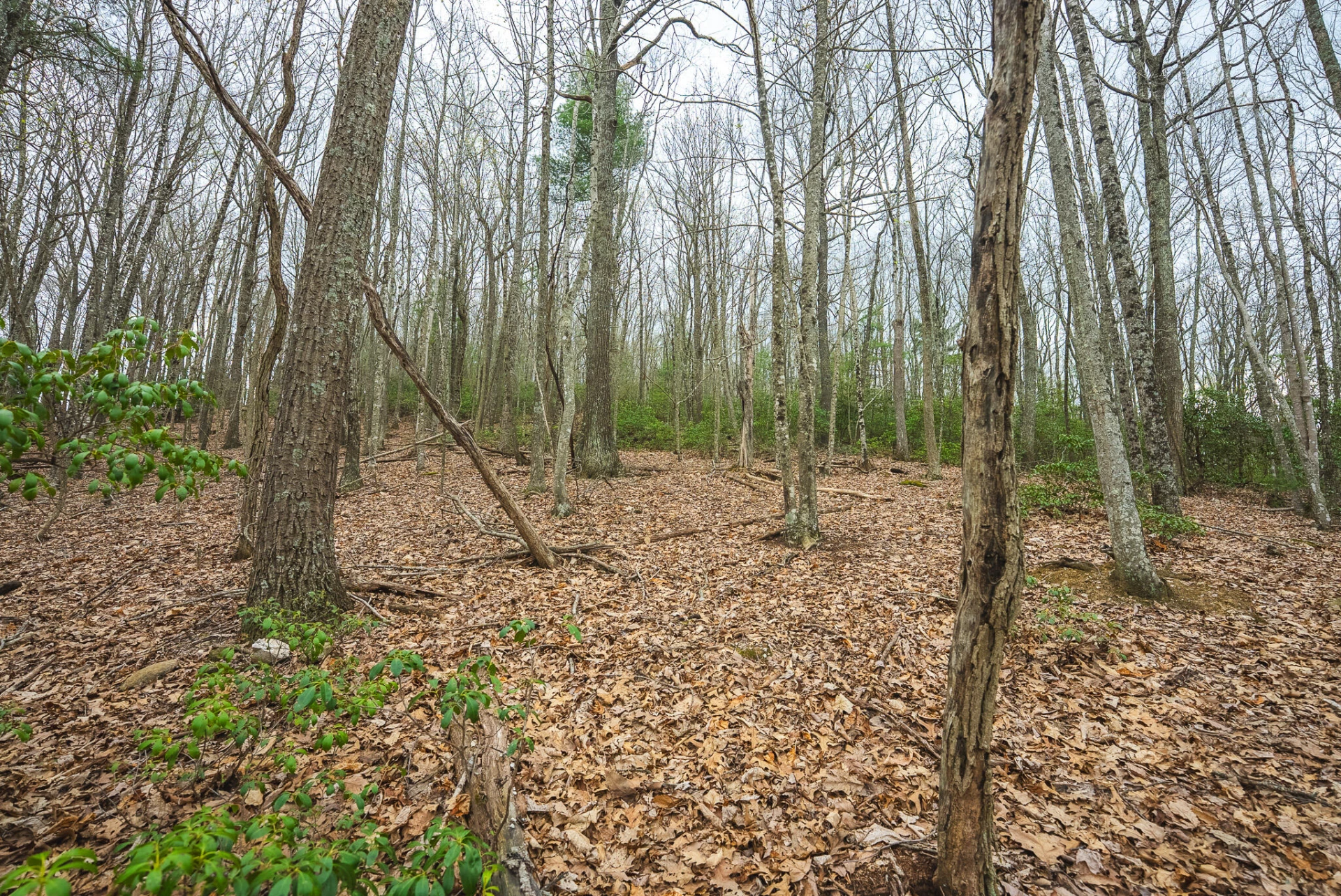 TBD Cox Store RD - Photo 26