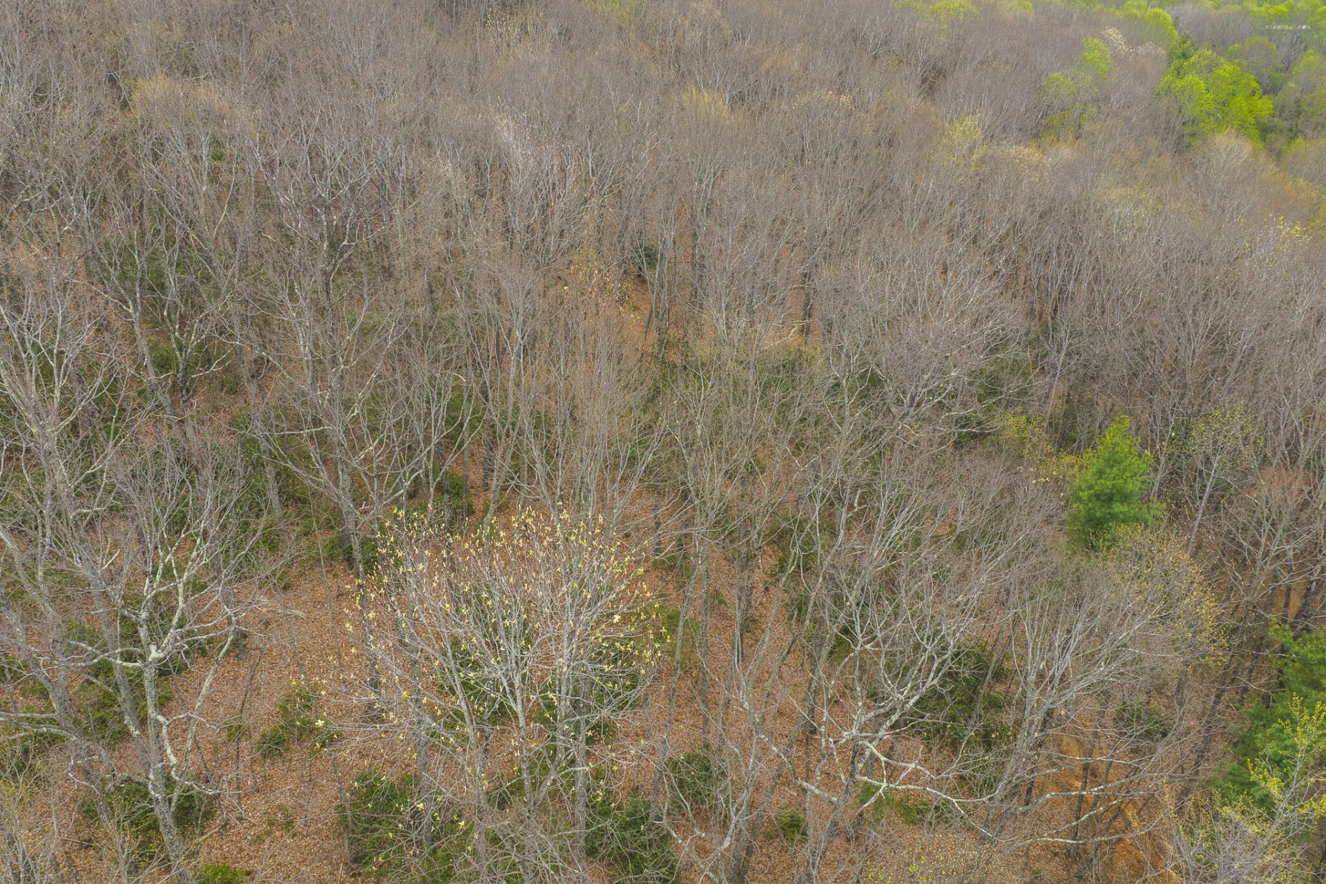 TBD Cox Store RD - Photo 4