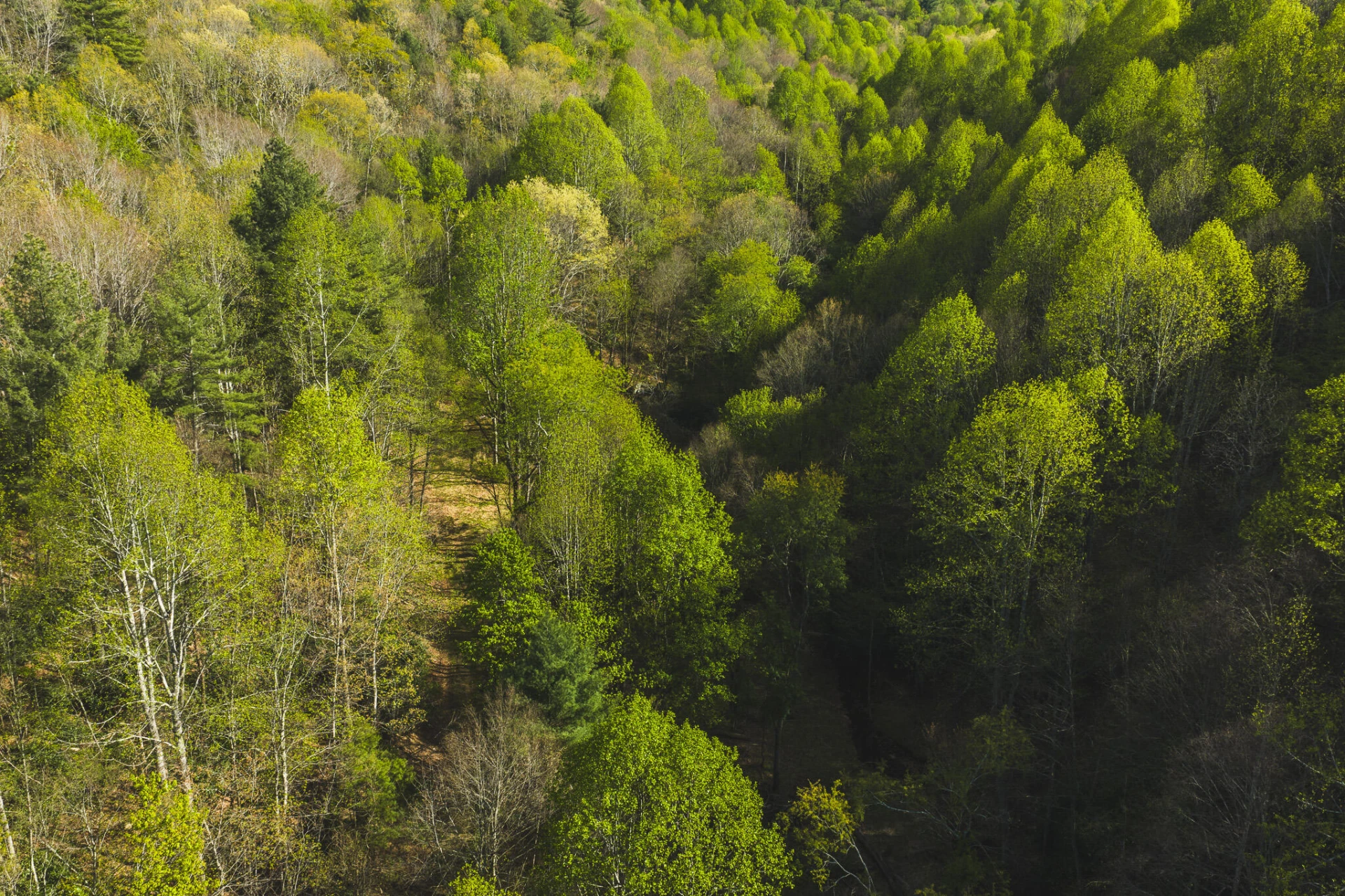 TBD Black Ridge RD - Photo 12