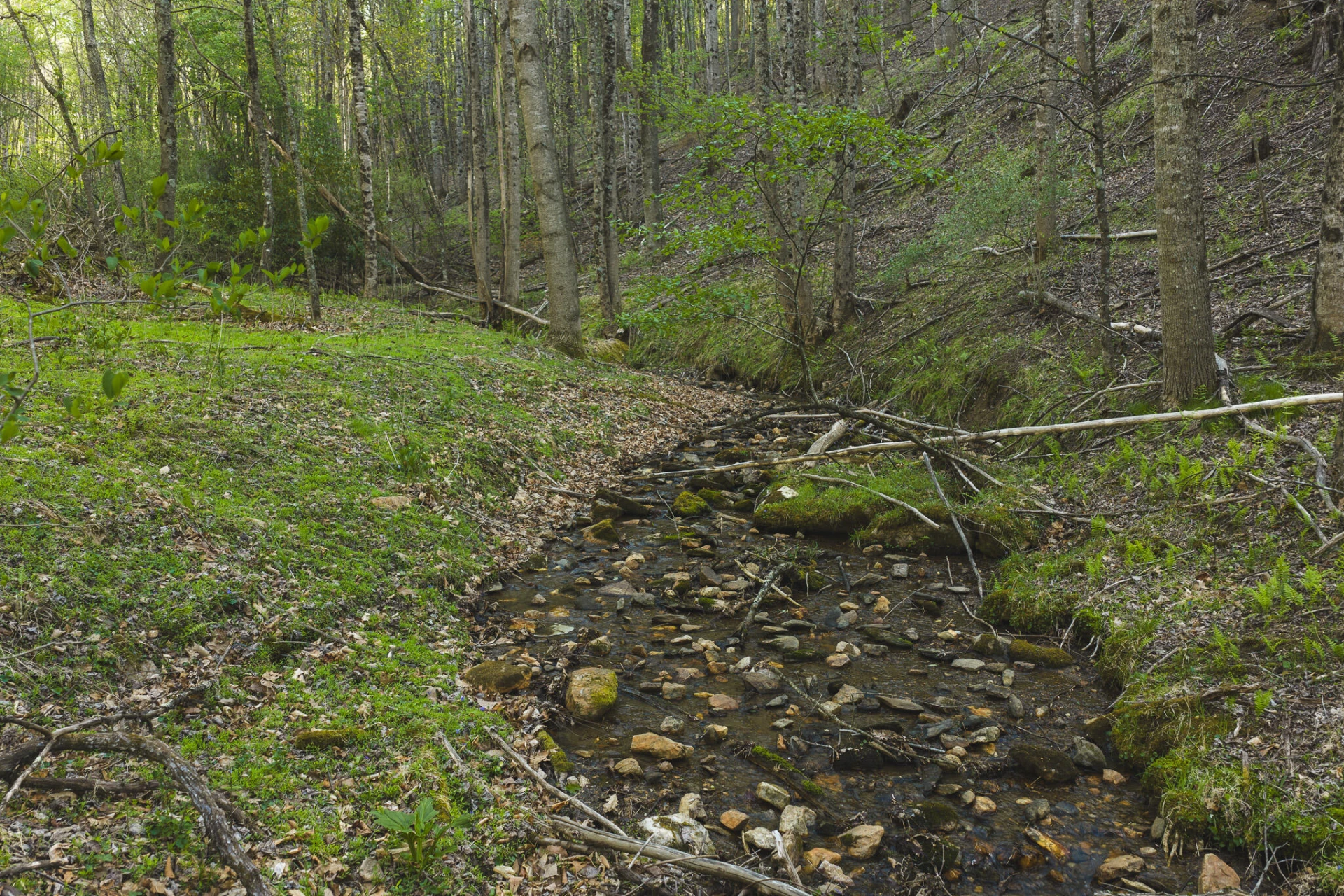 TBD Black Ridge RD - Photo 13