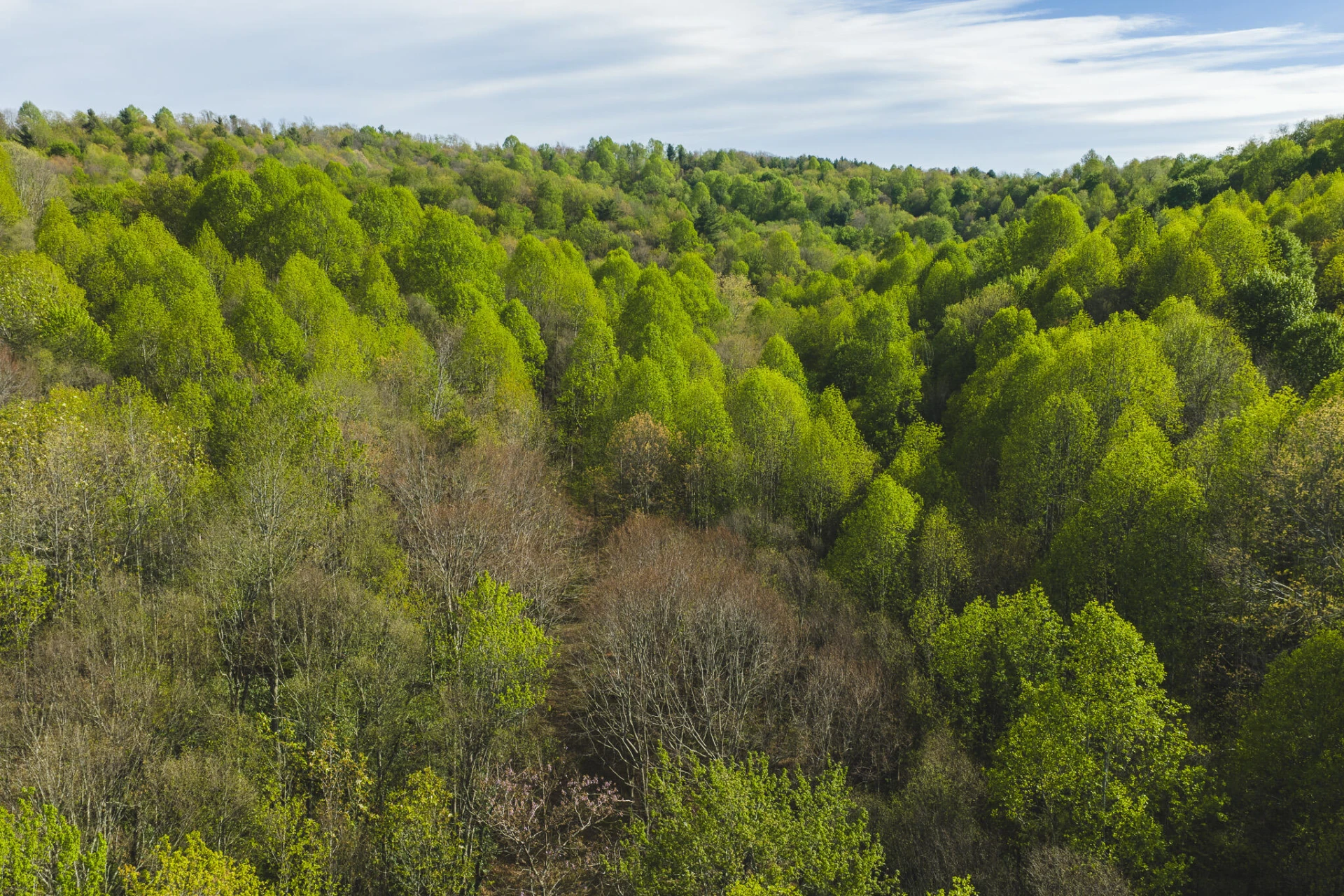 TBD Black Ridge RD - Photo 3