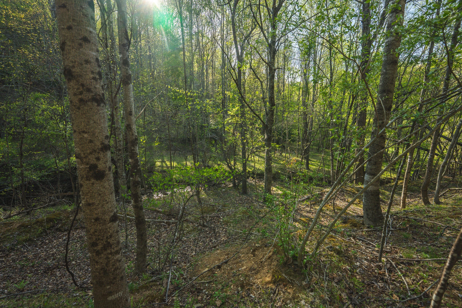 TBD Black Ridge RD - Photo 30