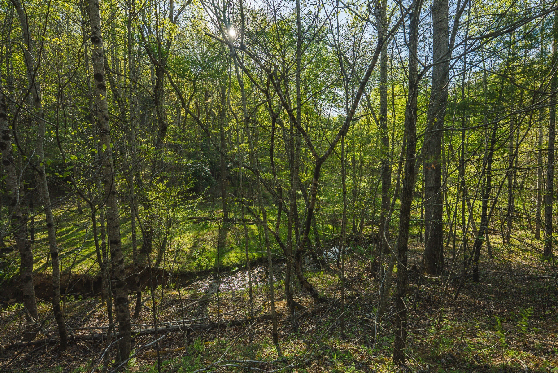 TBD Black Ridge RD - Photo 33