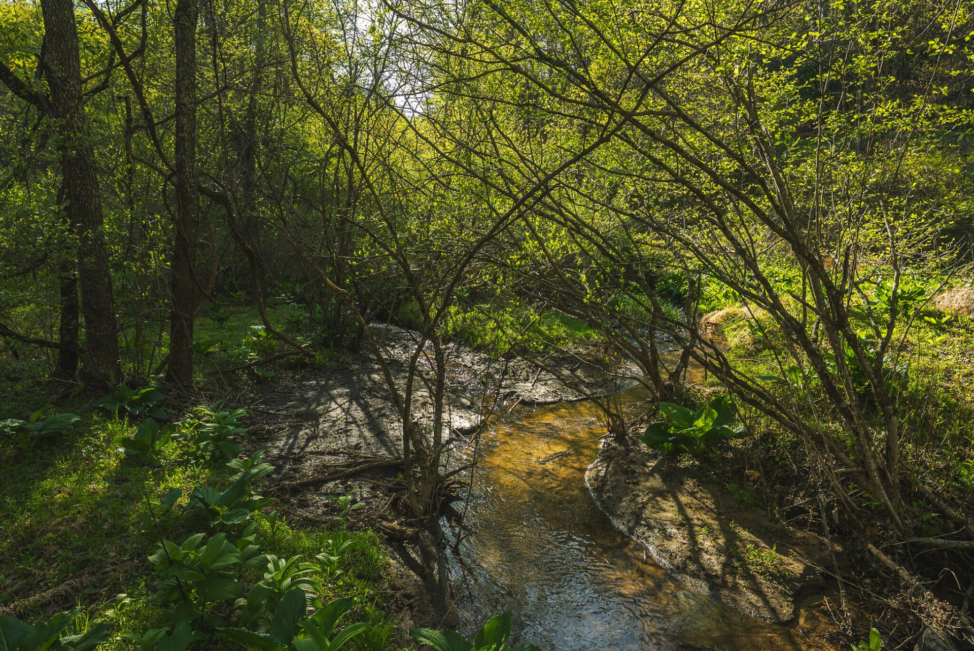 TBD Black Ridge RD - Photo 36
