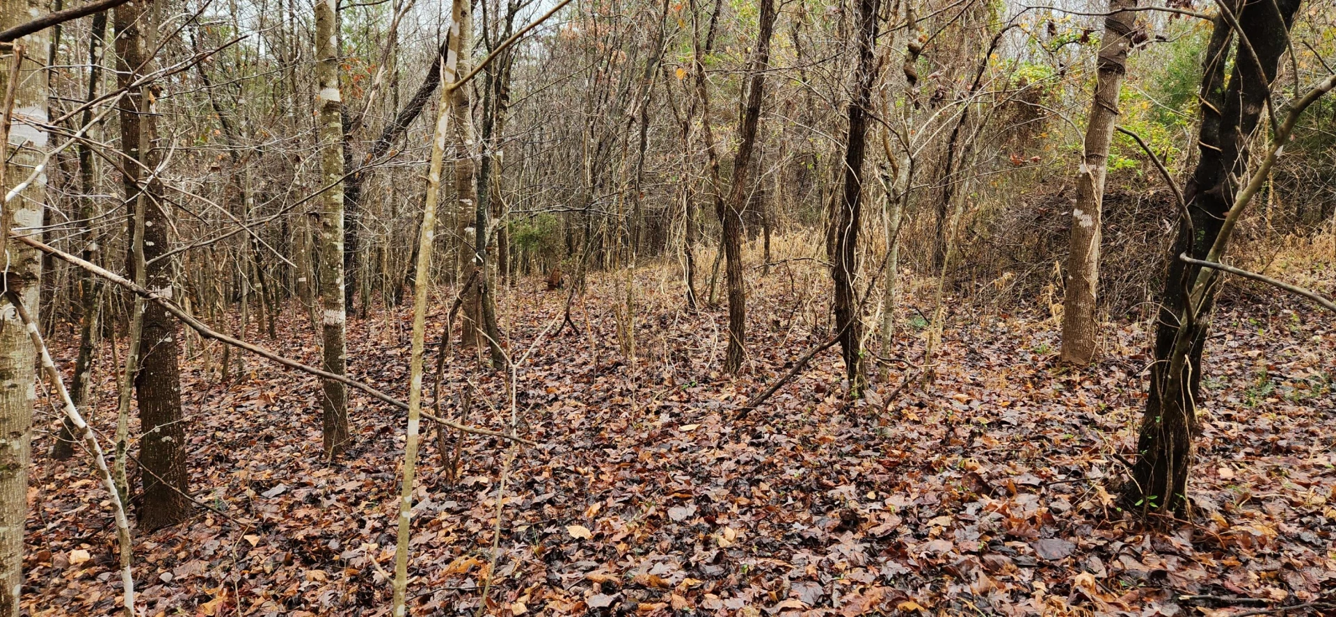 LOT 6 Brooks Mill RD