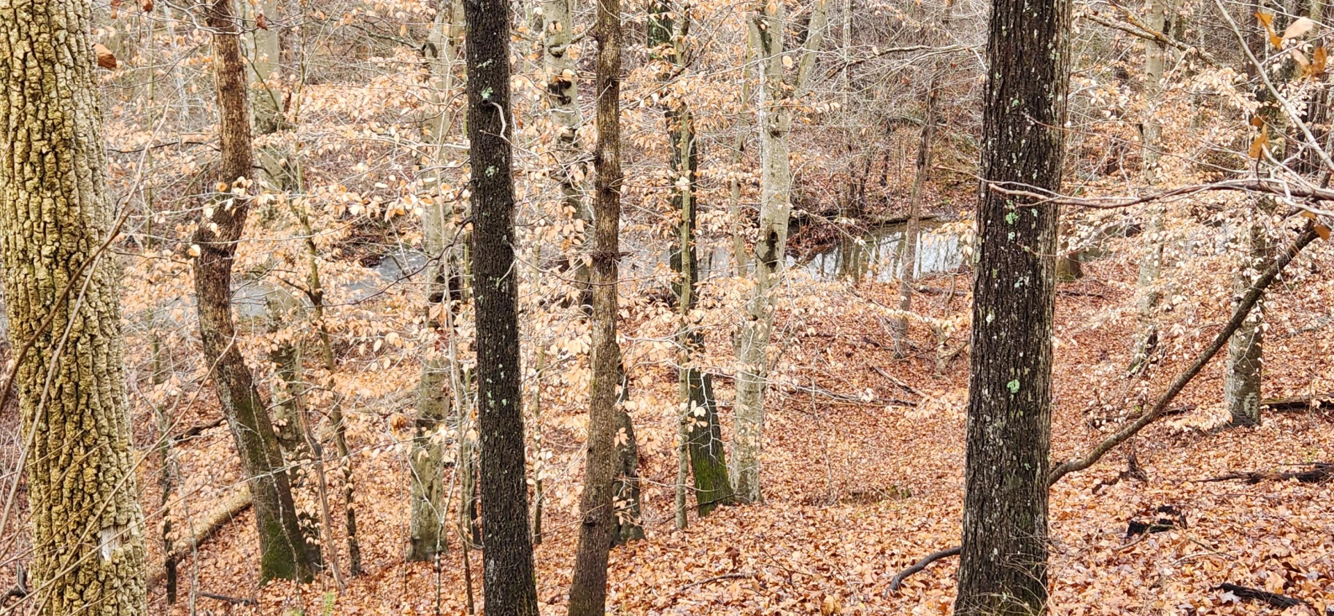 LOT 6 Brooks Mill RD - Photo 2