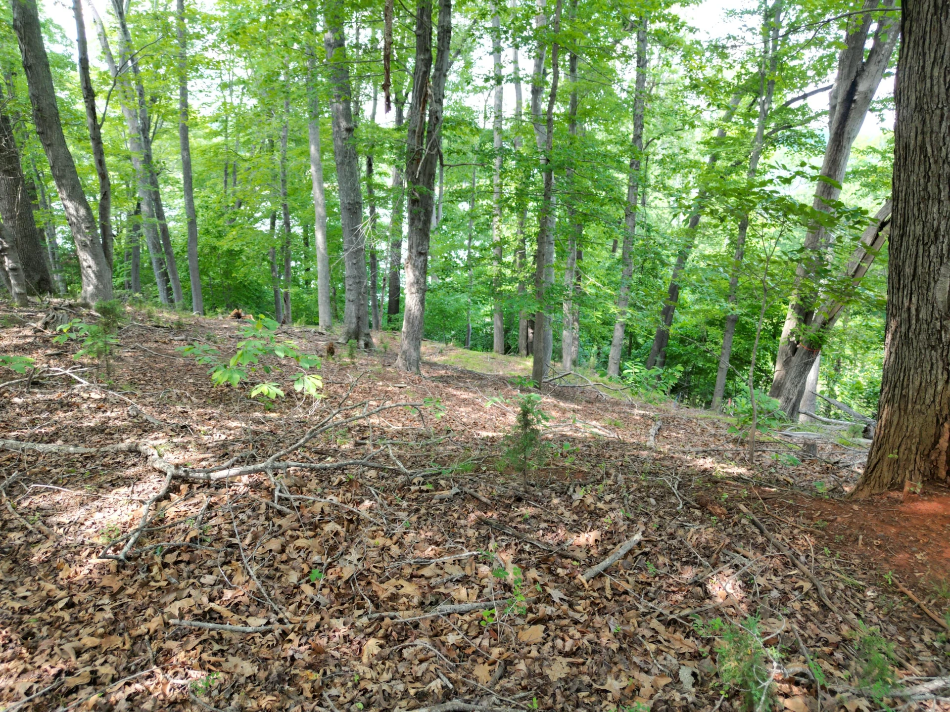 00 IVY LN - Photo 10