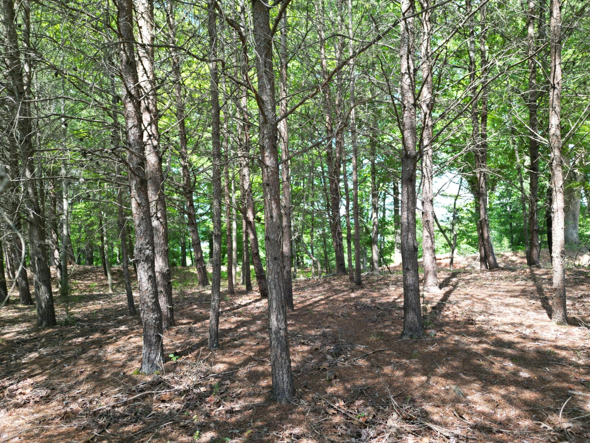 00 IVY LN - Photo 8
