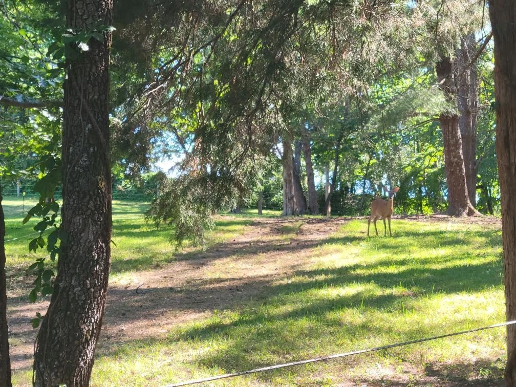 815 Brunswick Forge RD - Photo 66