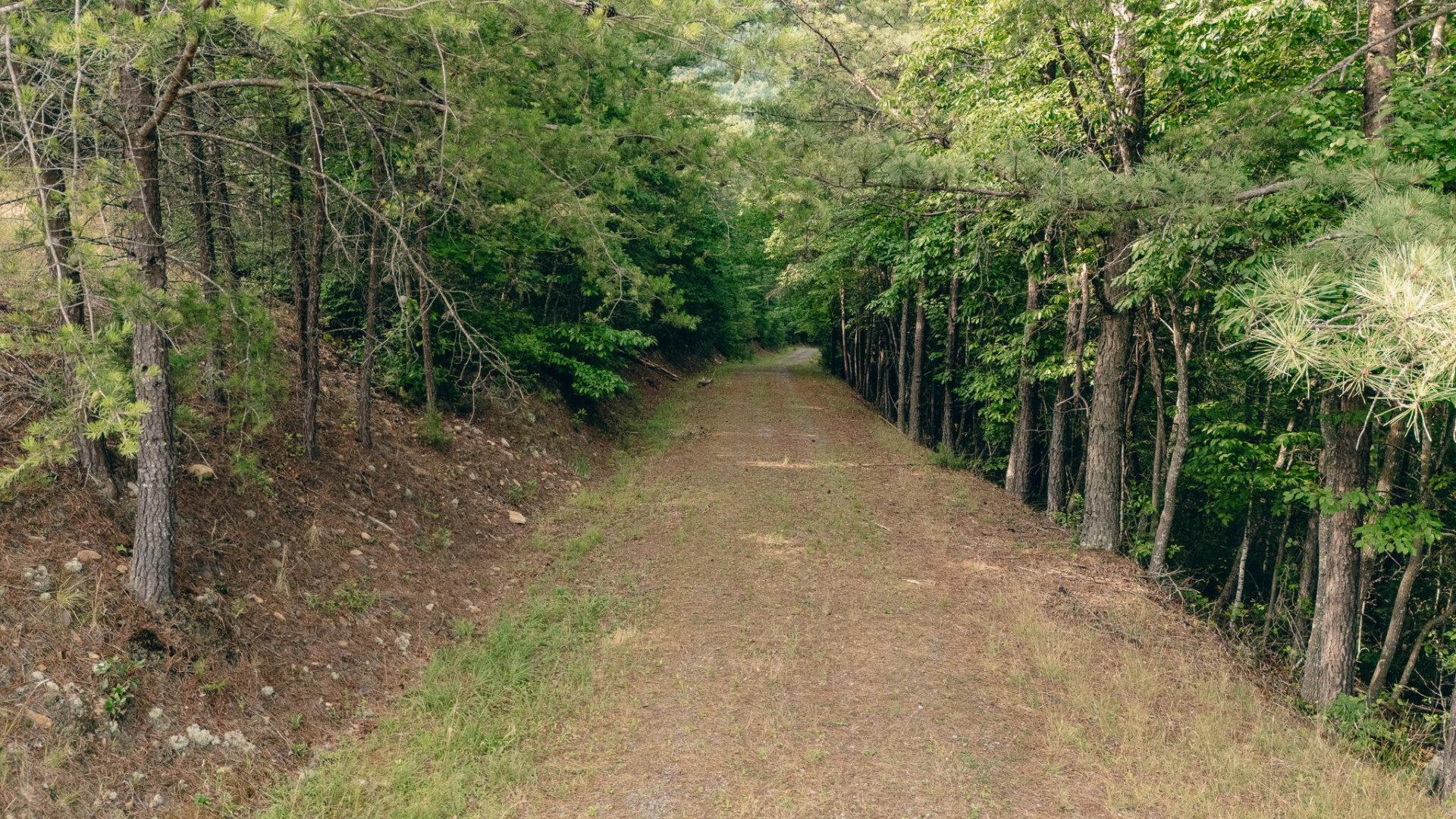 0 Sugar Tree Hollow RD - Photo 2