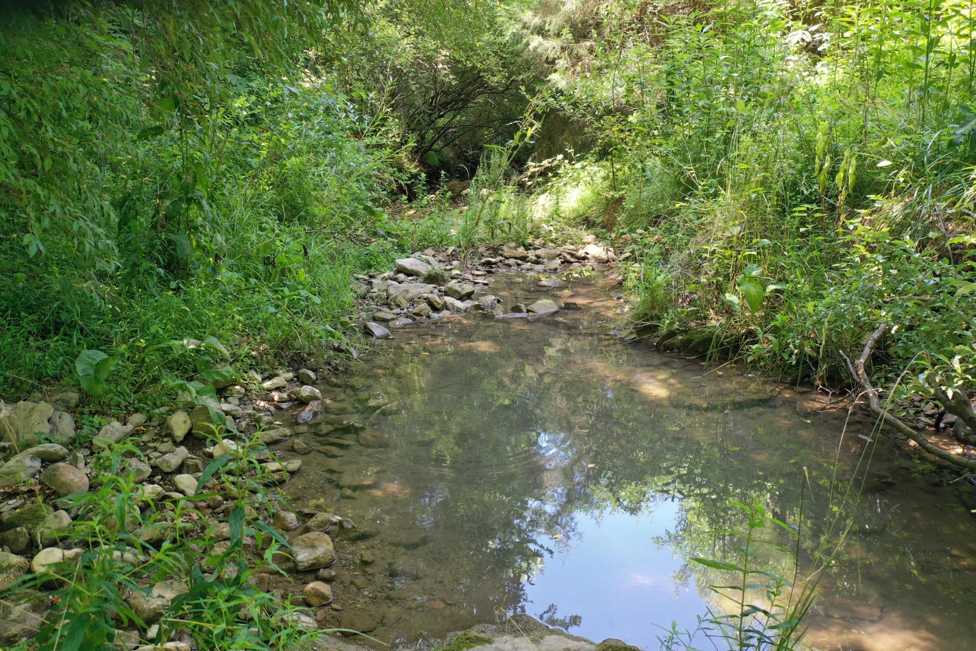 37 Ac. - Sehorn Hollow Rd - Photo 6
