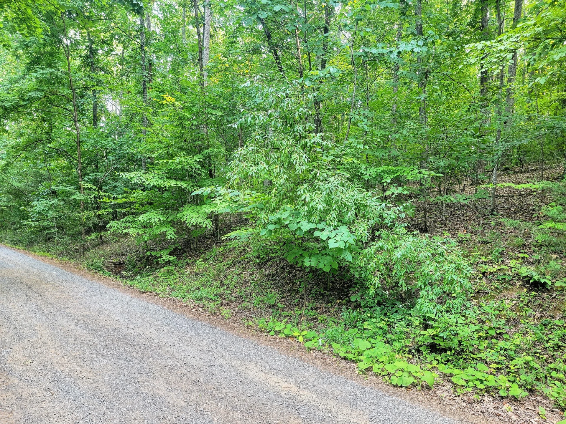 8.22 acs Poplar Place Ln - Photo 4