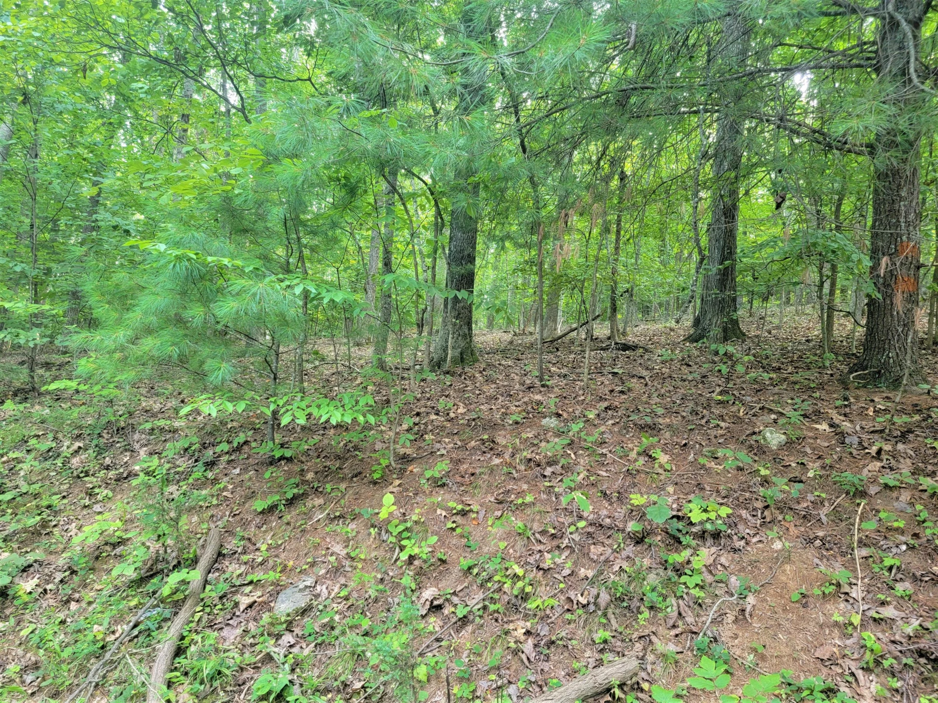 8.22 acs Poplar Place Ln - Photo 5