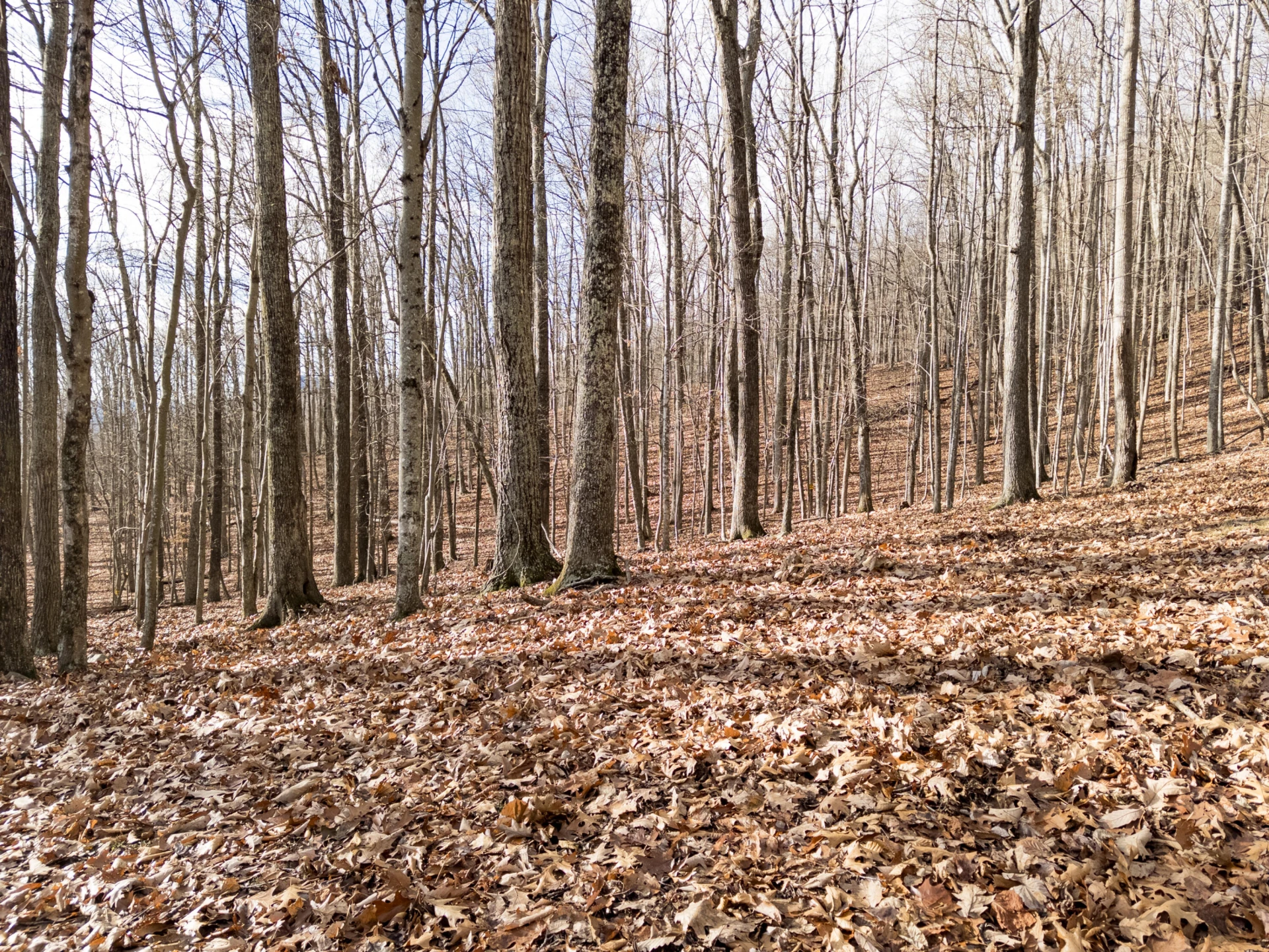 0 Honey Hollow Rd - Photo 13